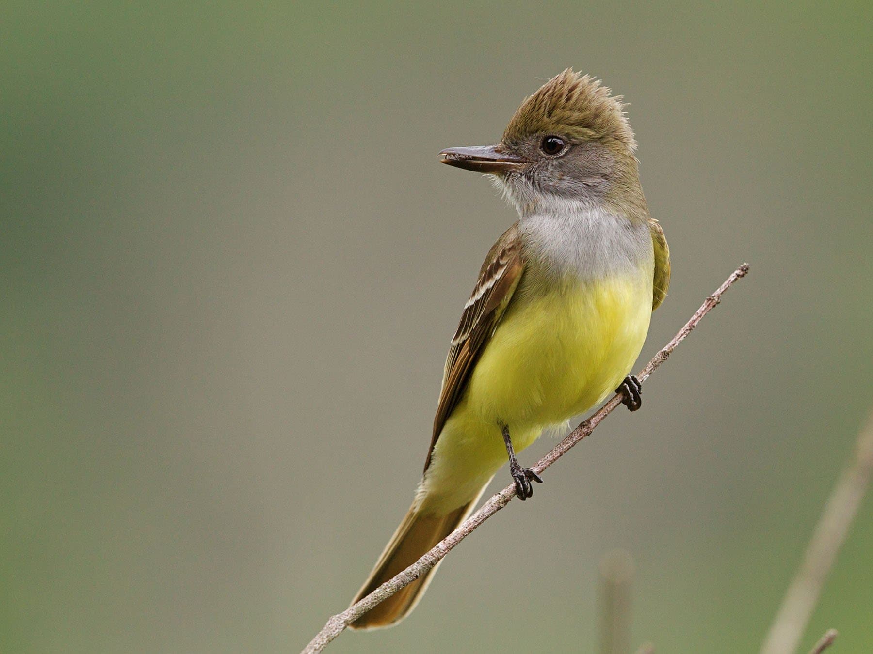 Great Crested Flycatcher