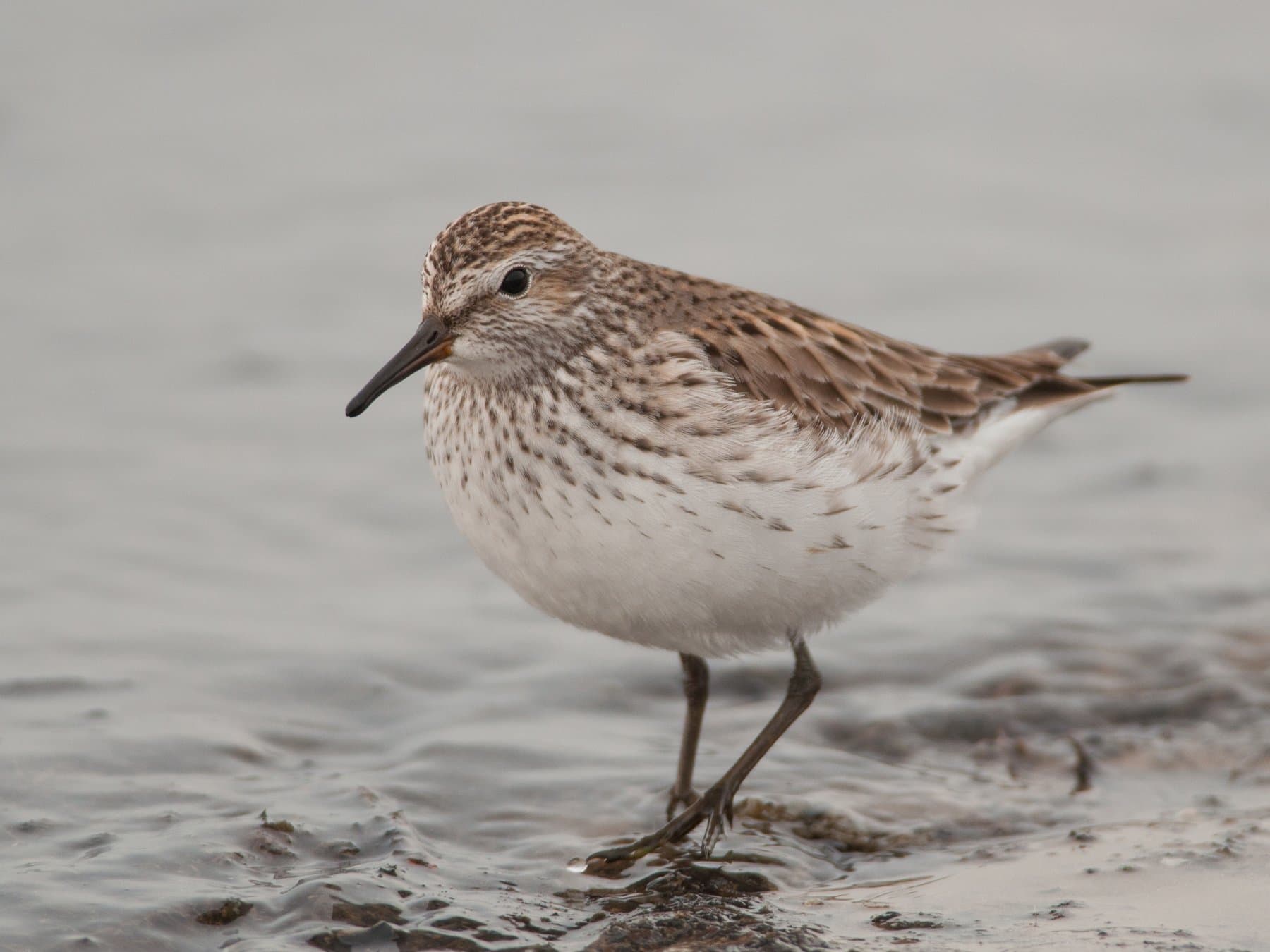 White-rumped Sandpiper