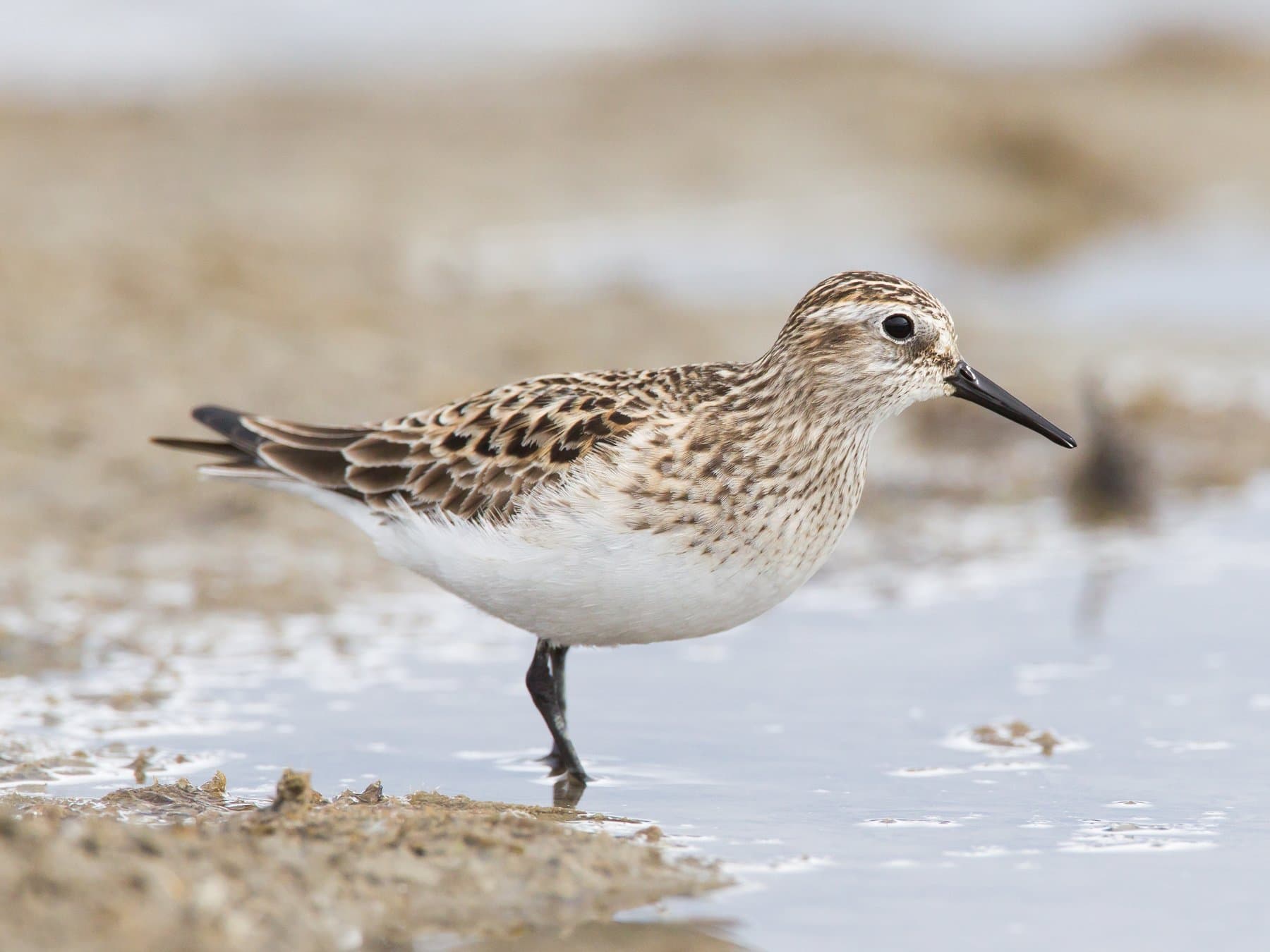 Baird's Sandpiper