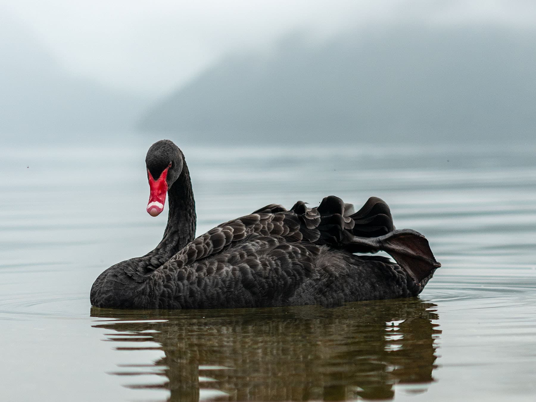 Black Swan