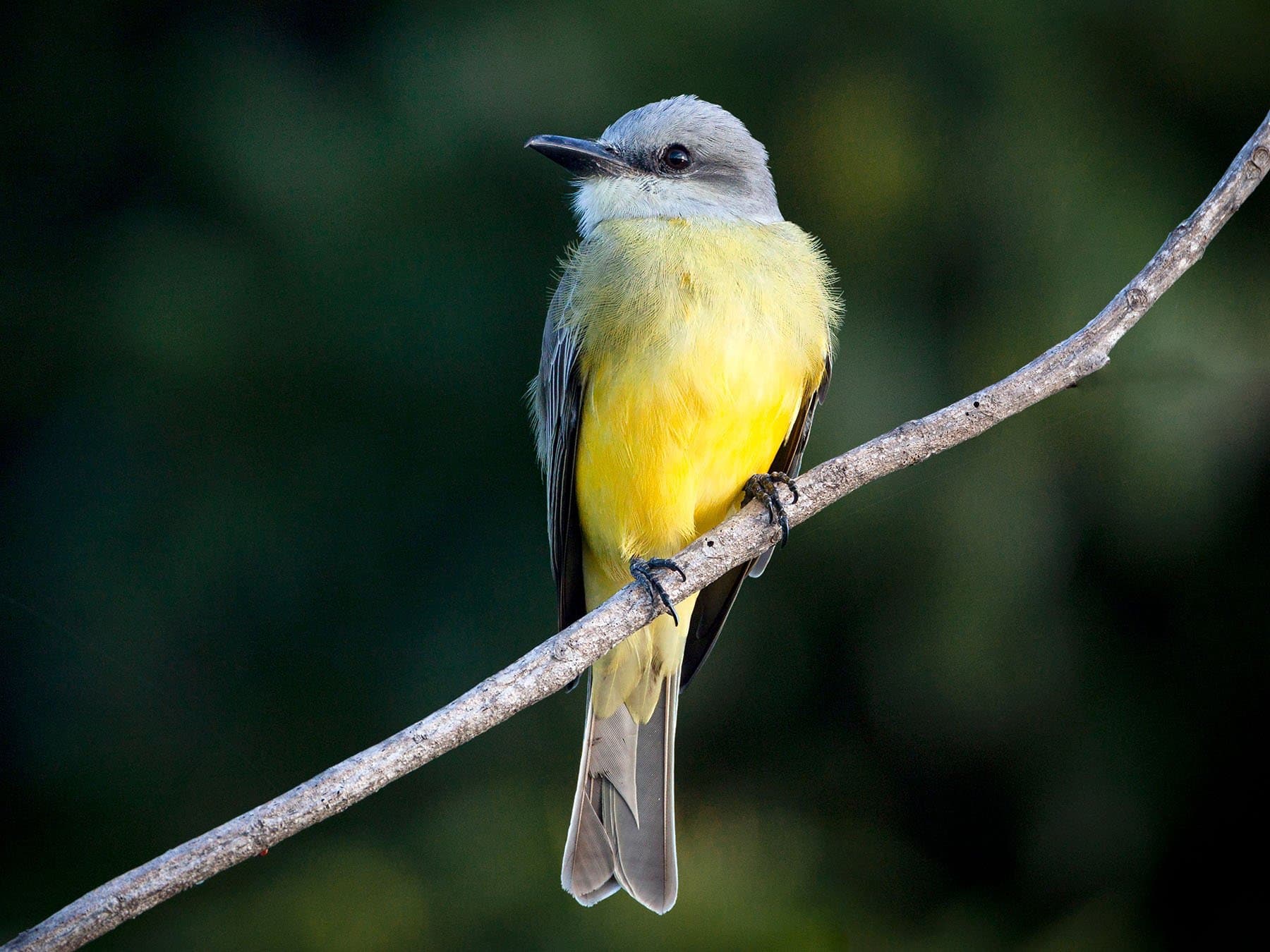 Western Kingbird