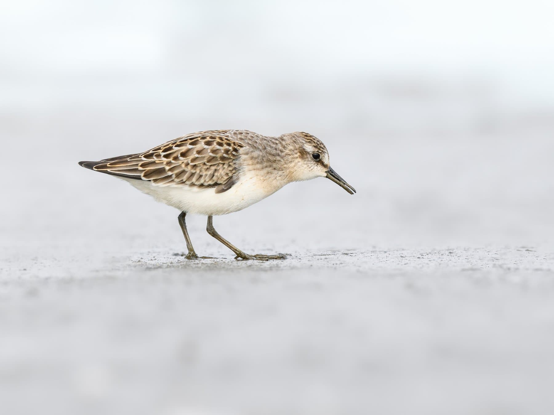 Semipalmated Sandpiper