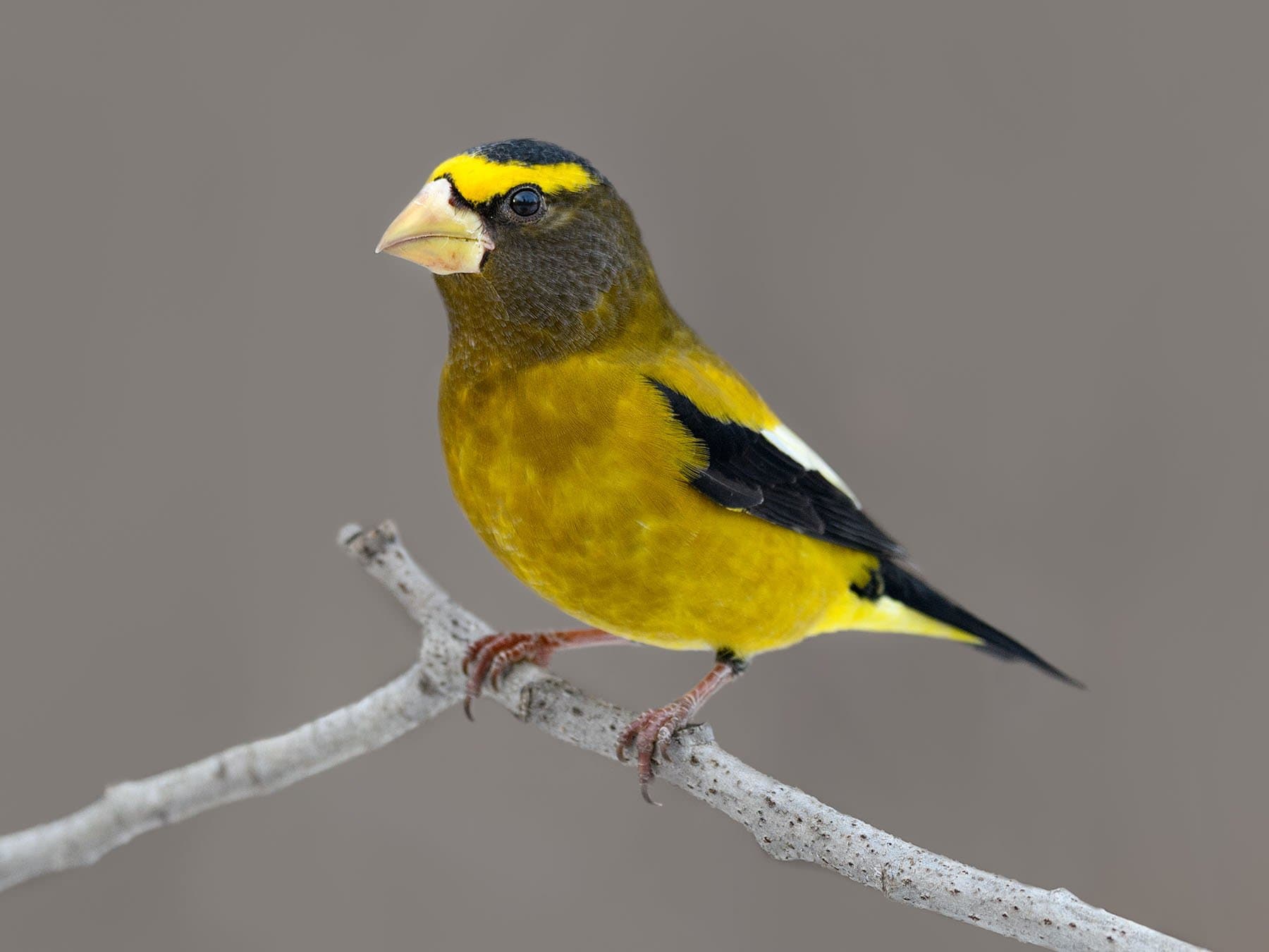 Evening Grosbeak