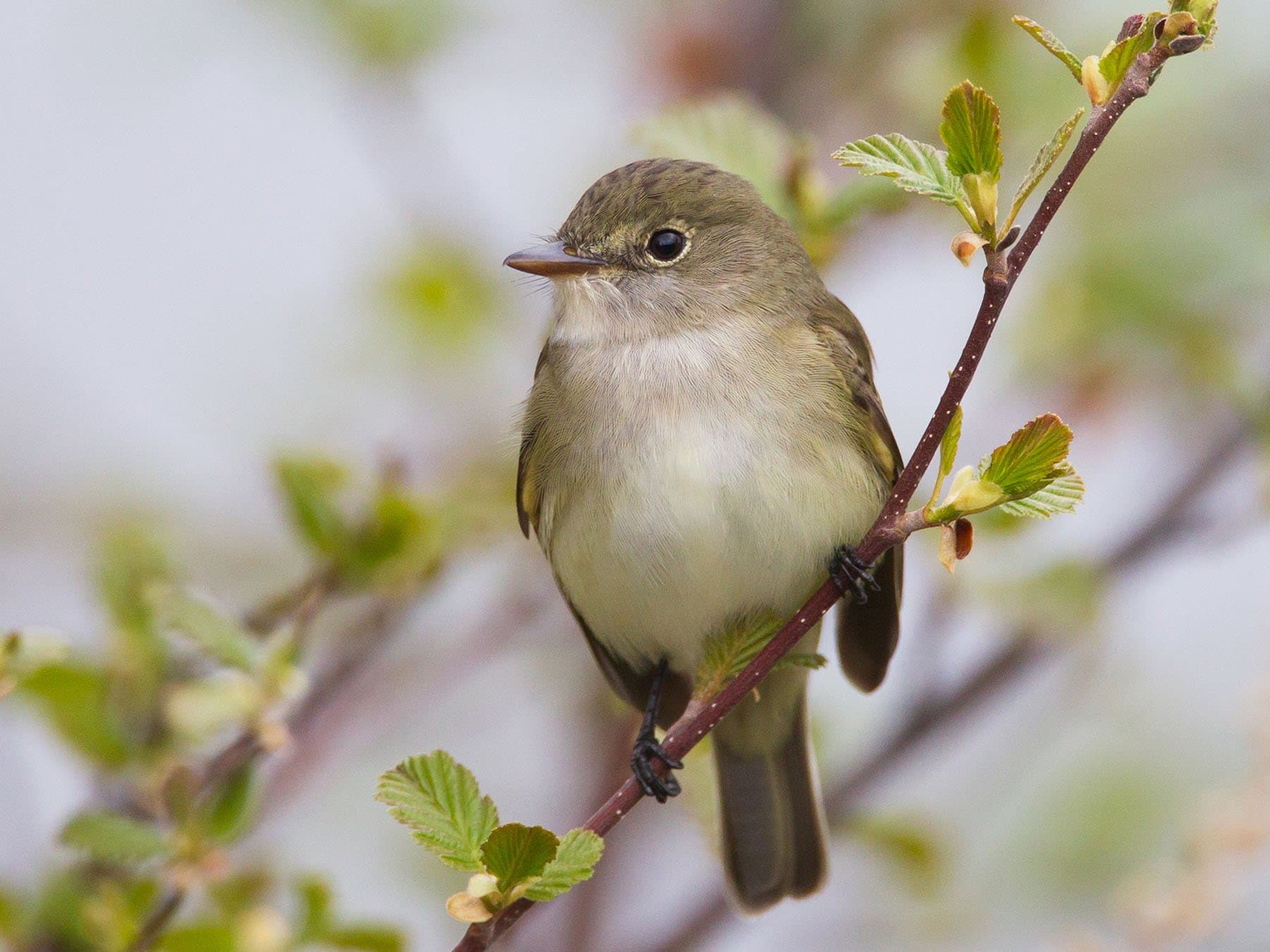 Alder Flycatcher
