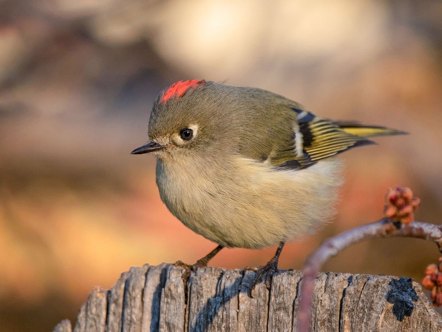 Goldcrests & Kinglets