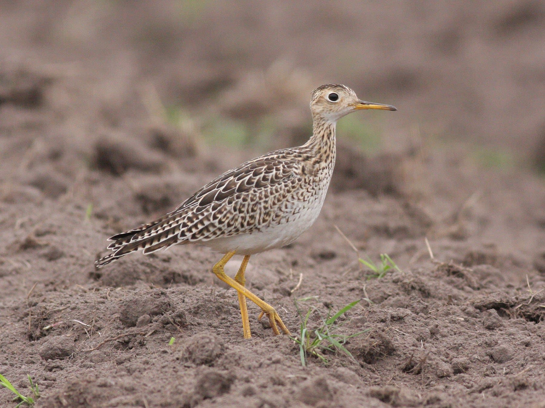 Upland Sandpiper