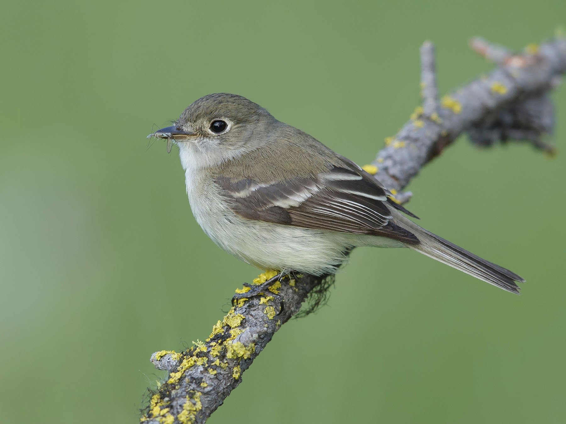 Least Flycatcher