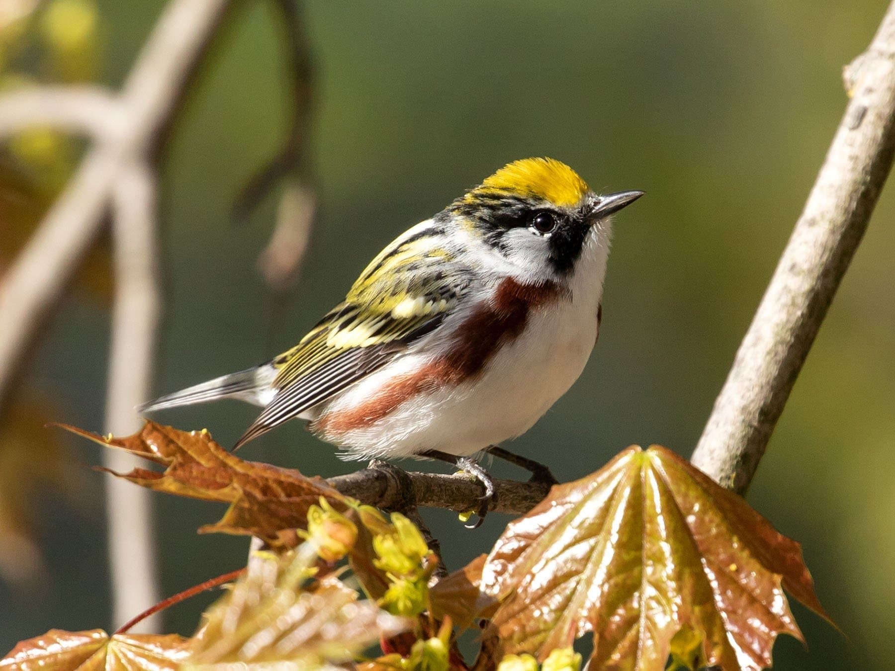 Chestnut-sided Warbler