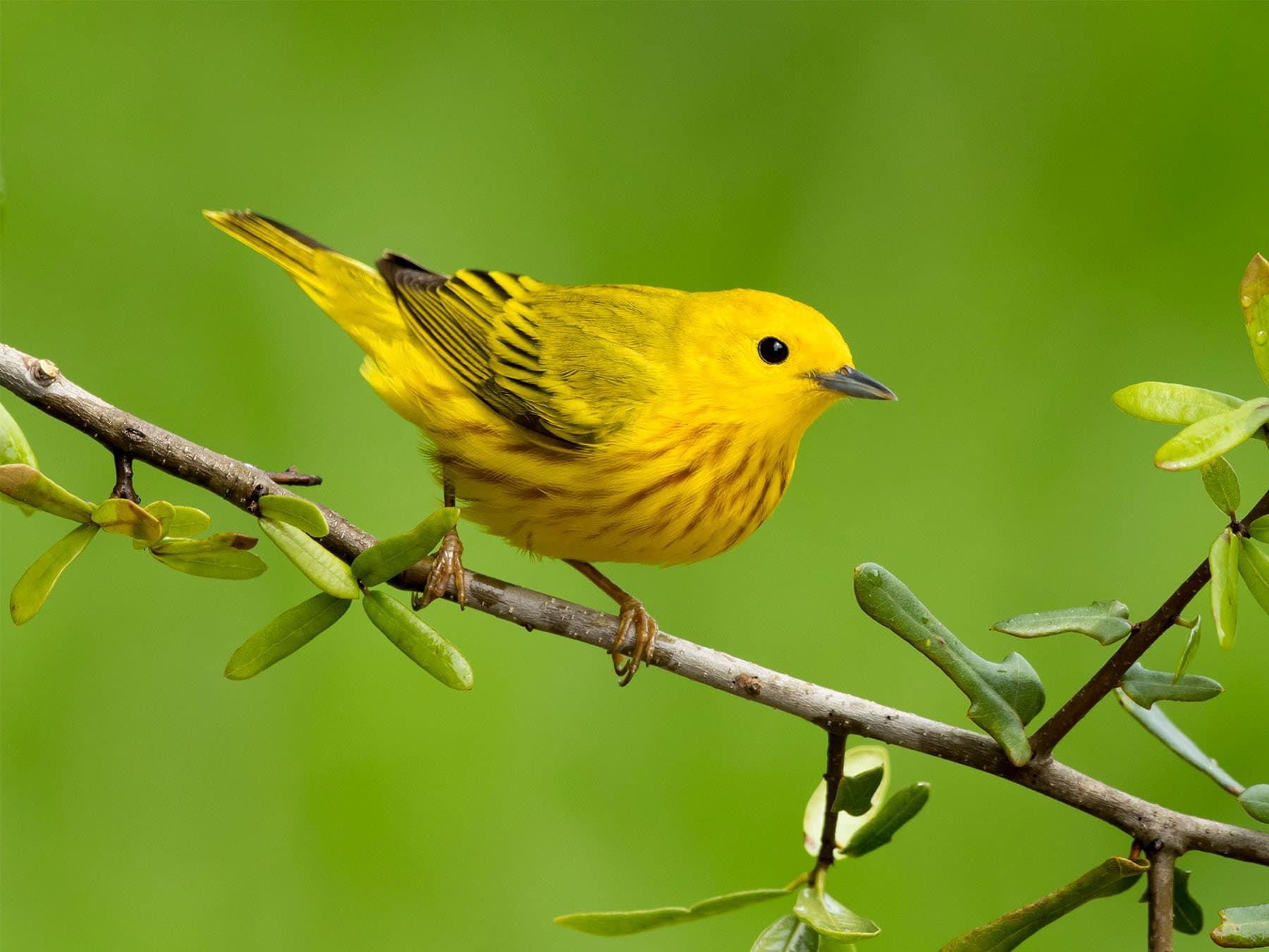 New World Warblers