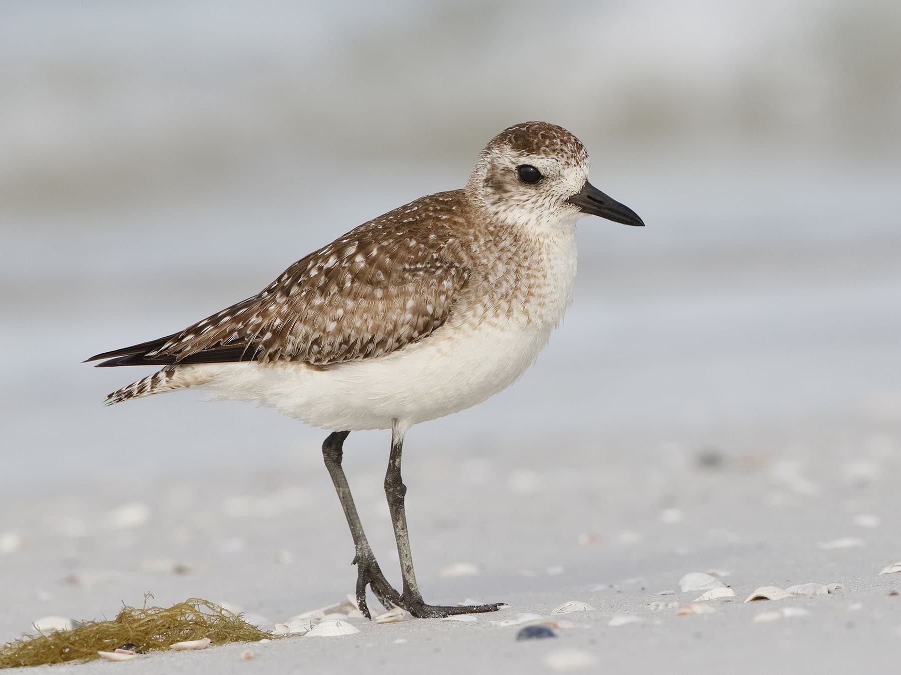 American Golden-Plover in non-breeding plumage