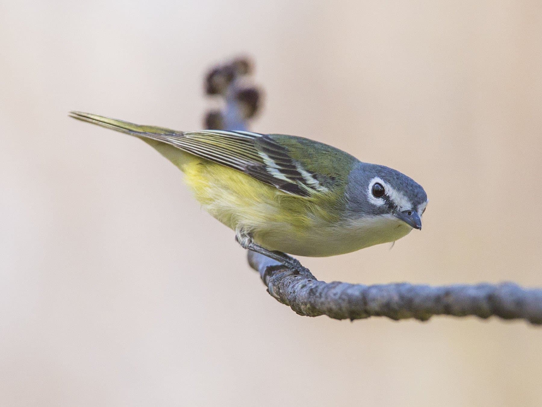 Blue-headed Vireo