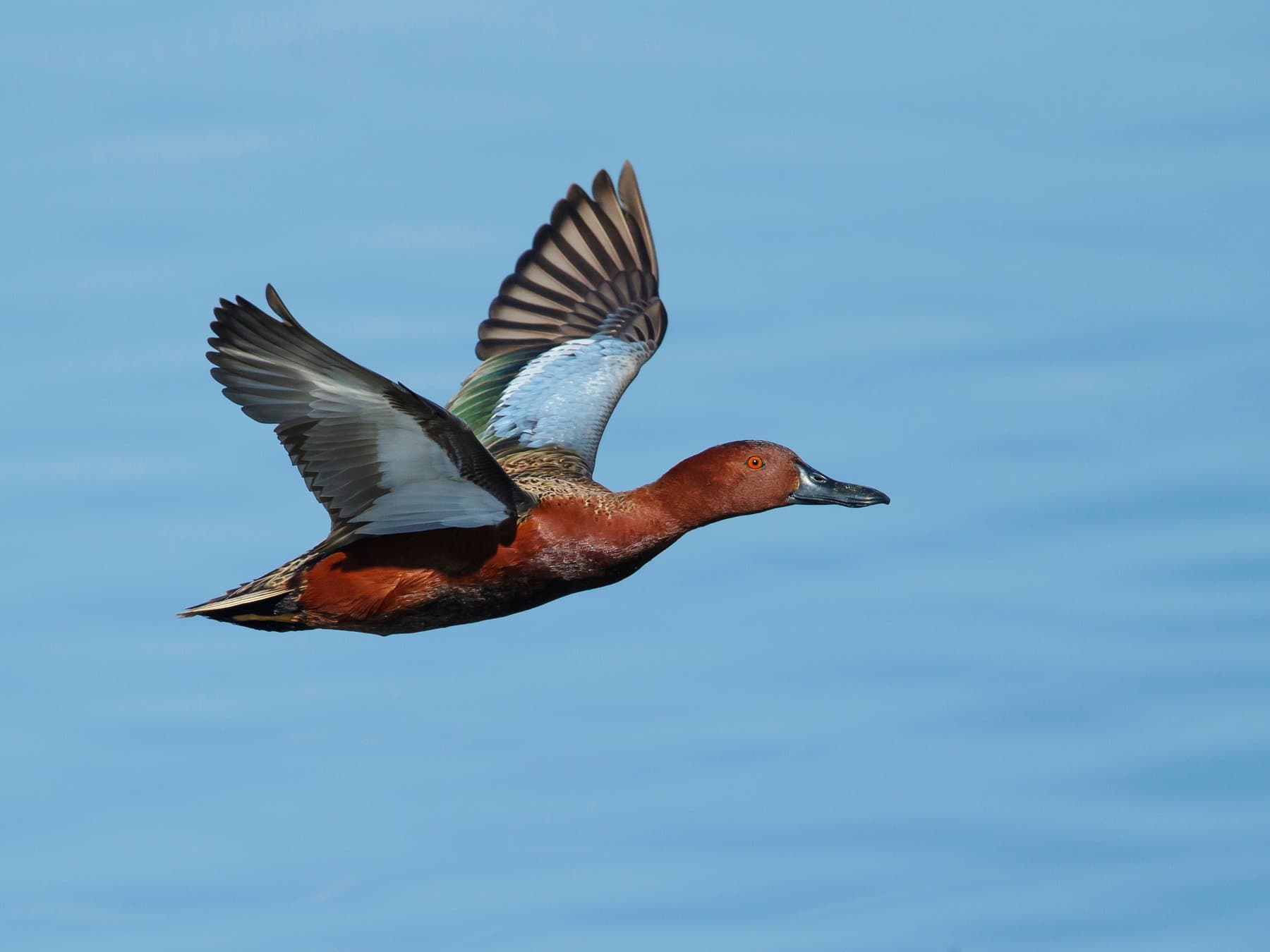 Cinnamon Teal