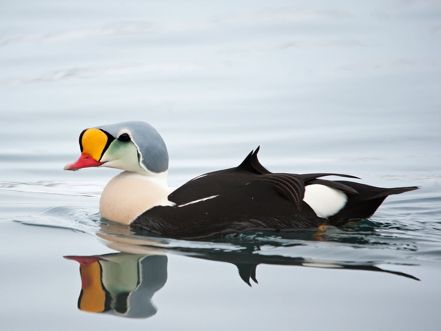 King Eider