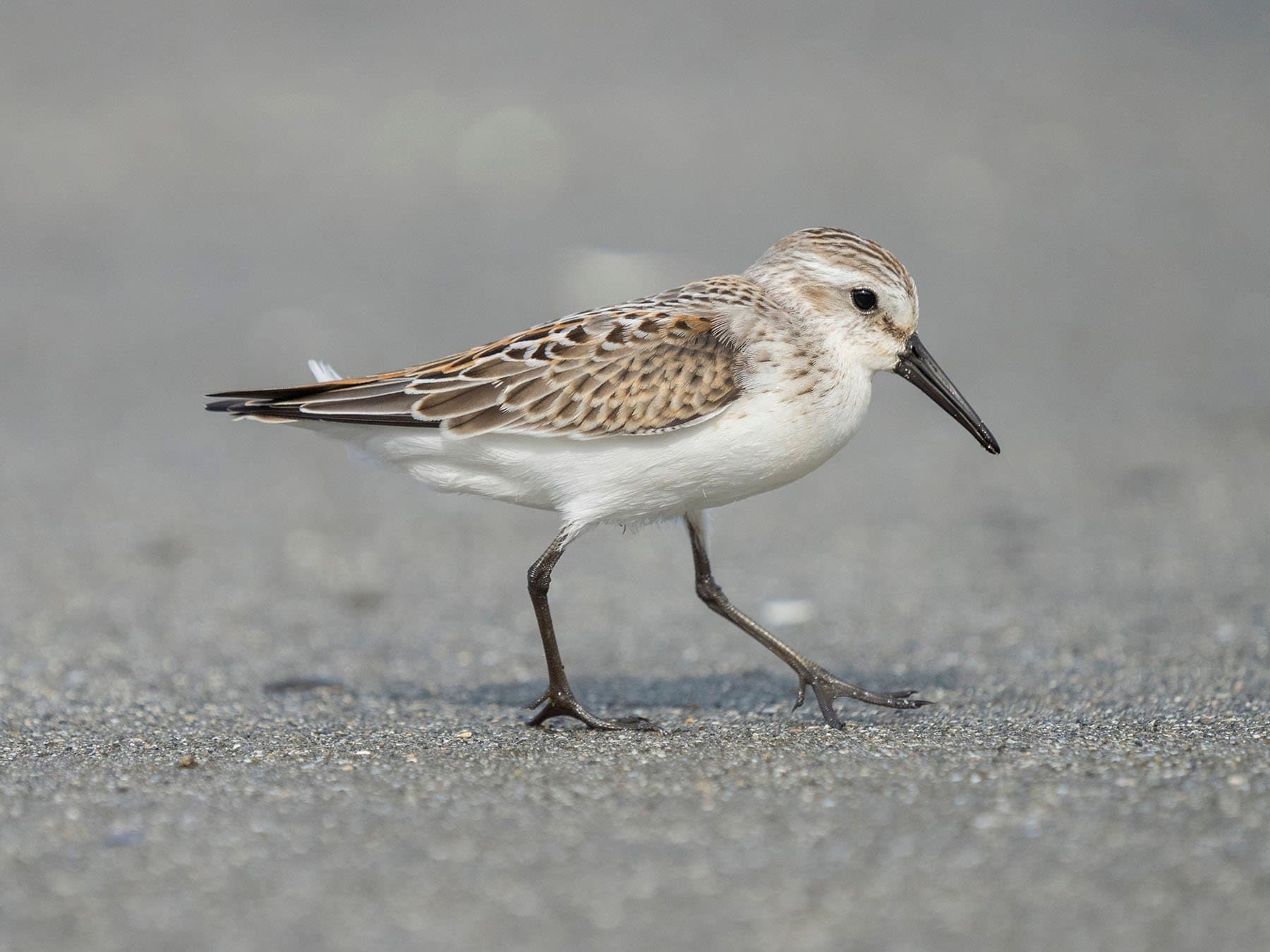 Western Sandpiper