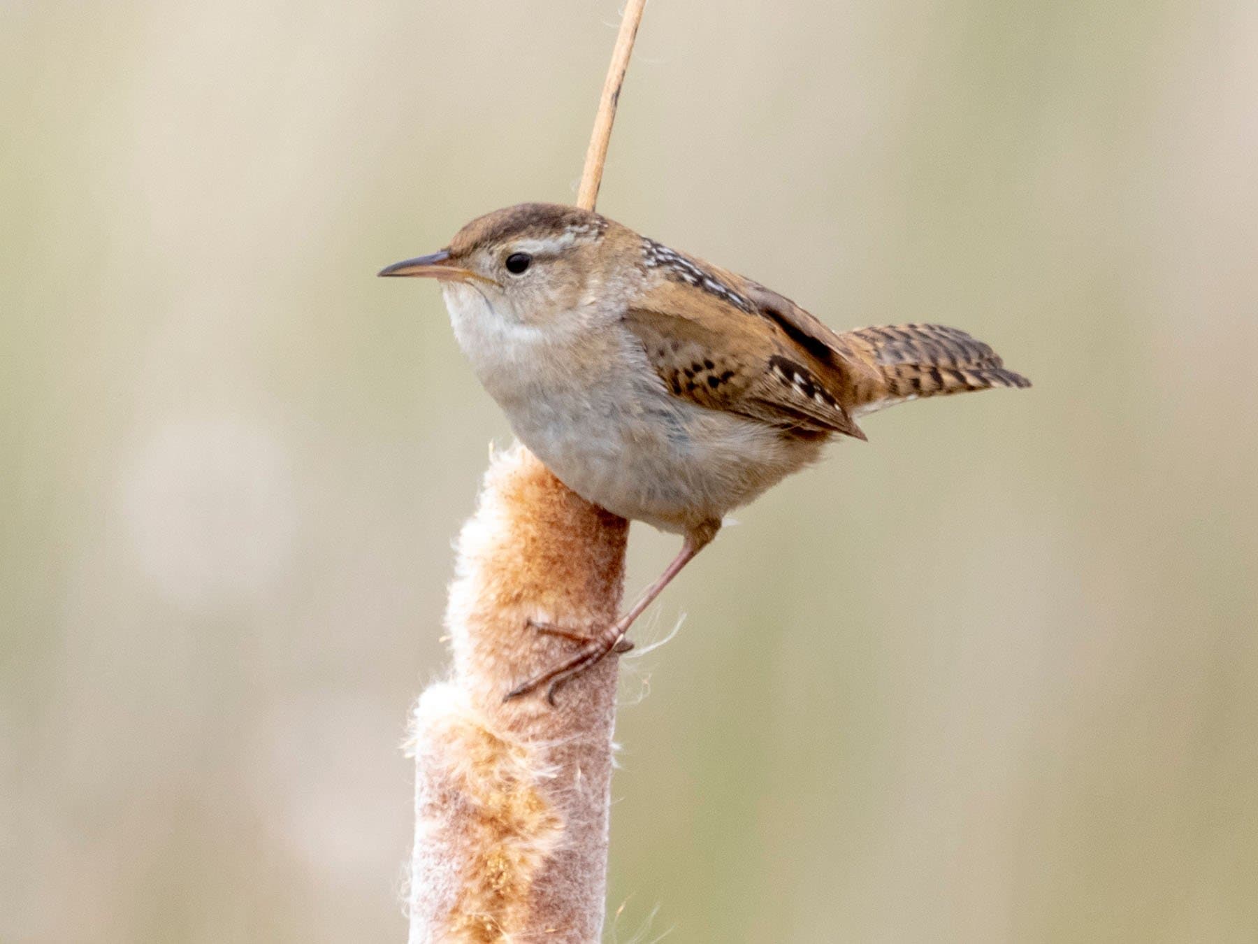 Wrens