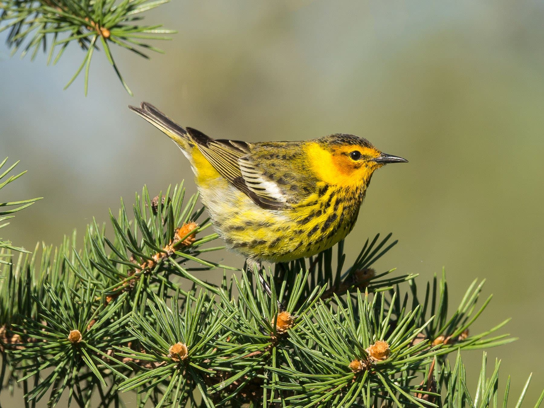 Cape May Warbler