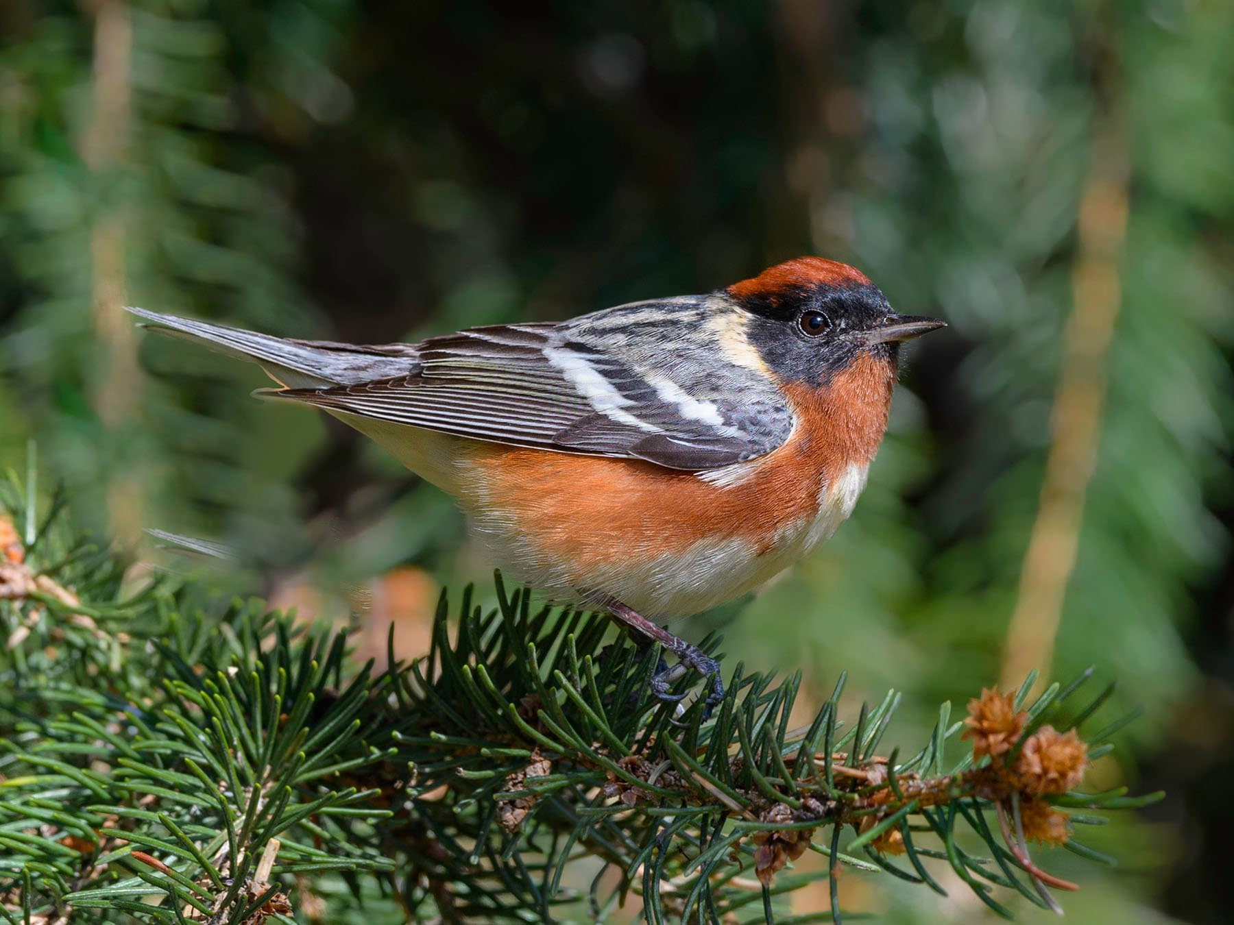 Bay-breasted Warbler