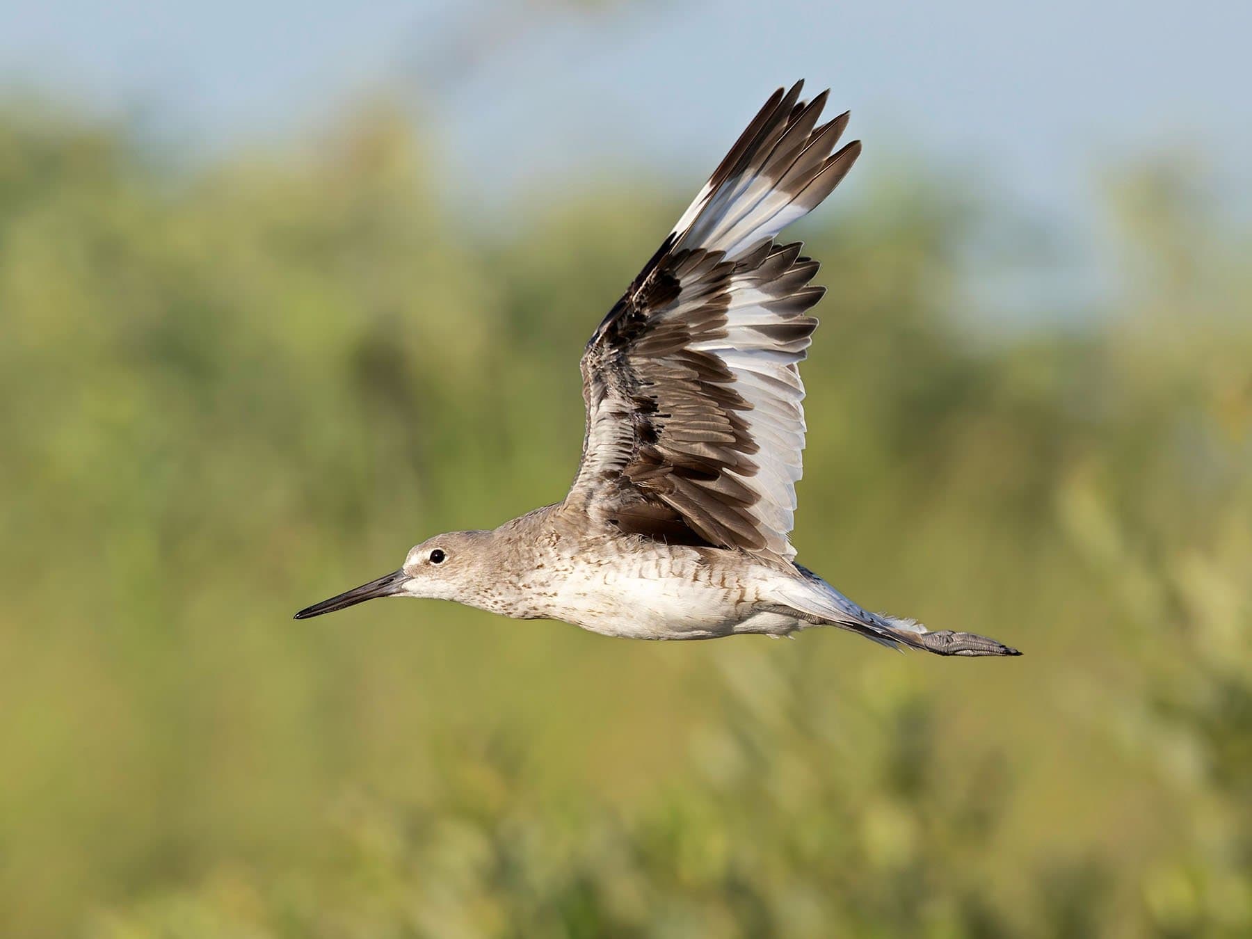 Willet