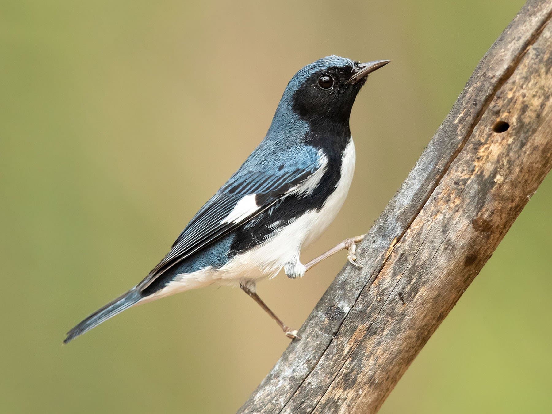 Black-throated Blue Warbler