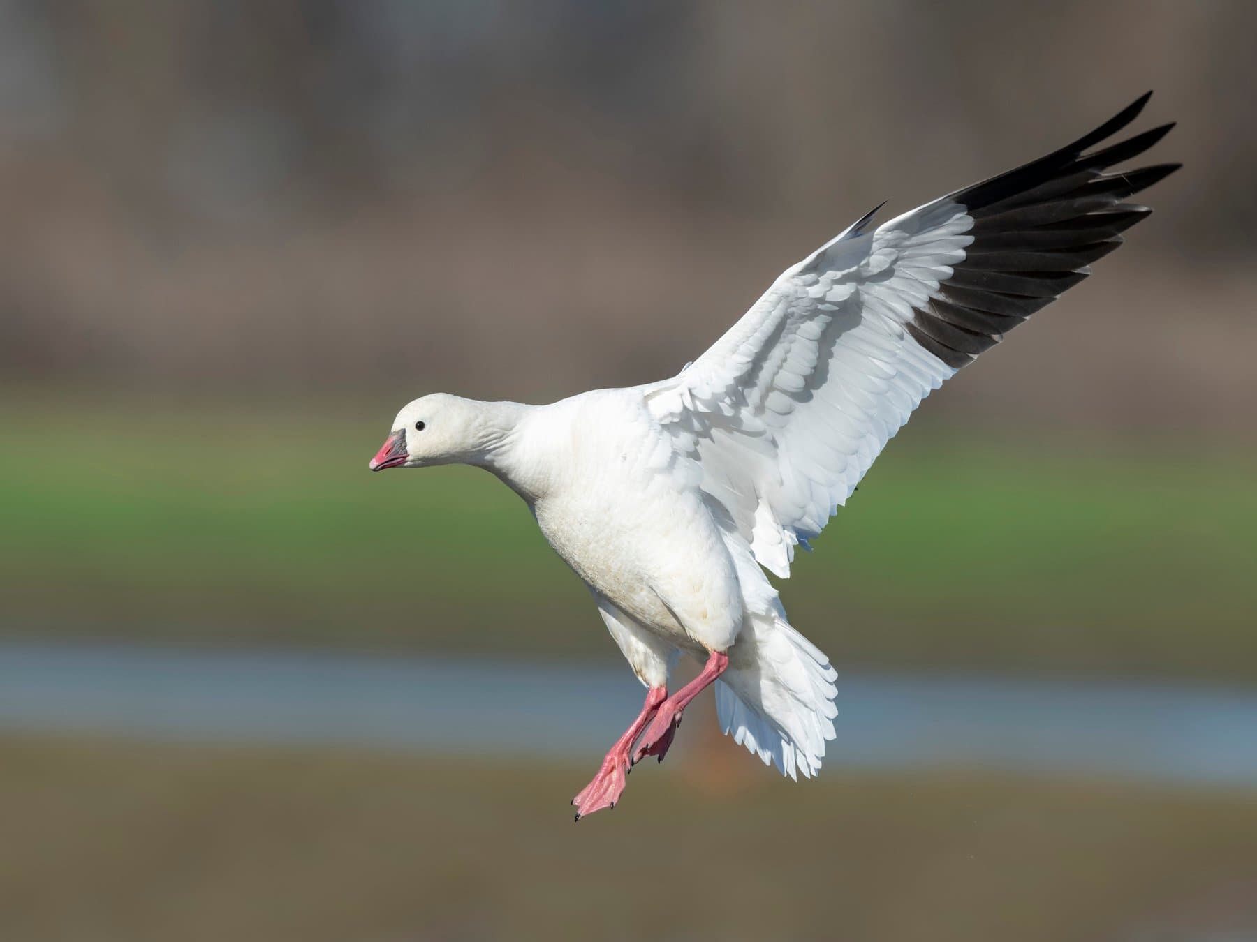 Ross's Goose