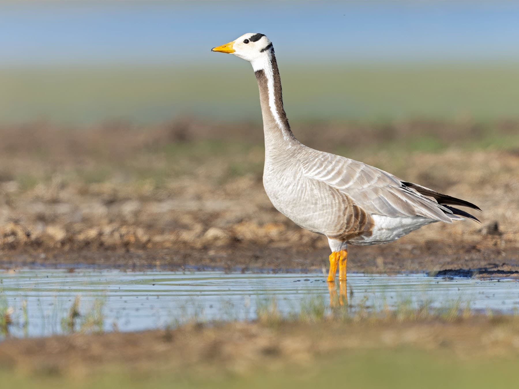 Bar-headed Goose