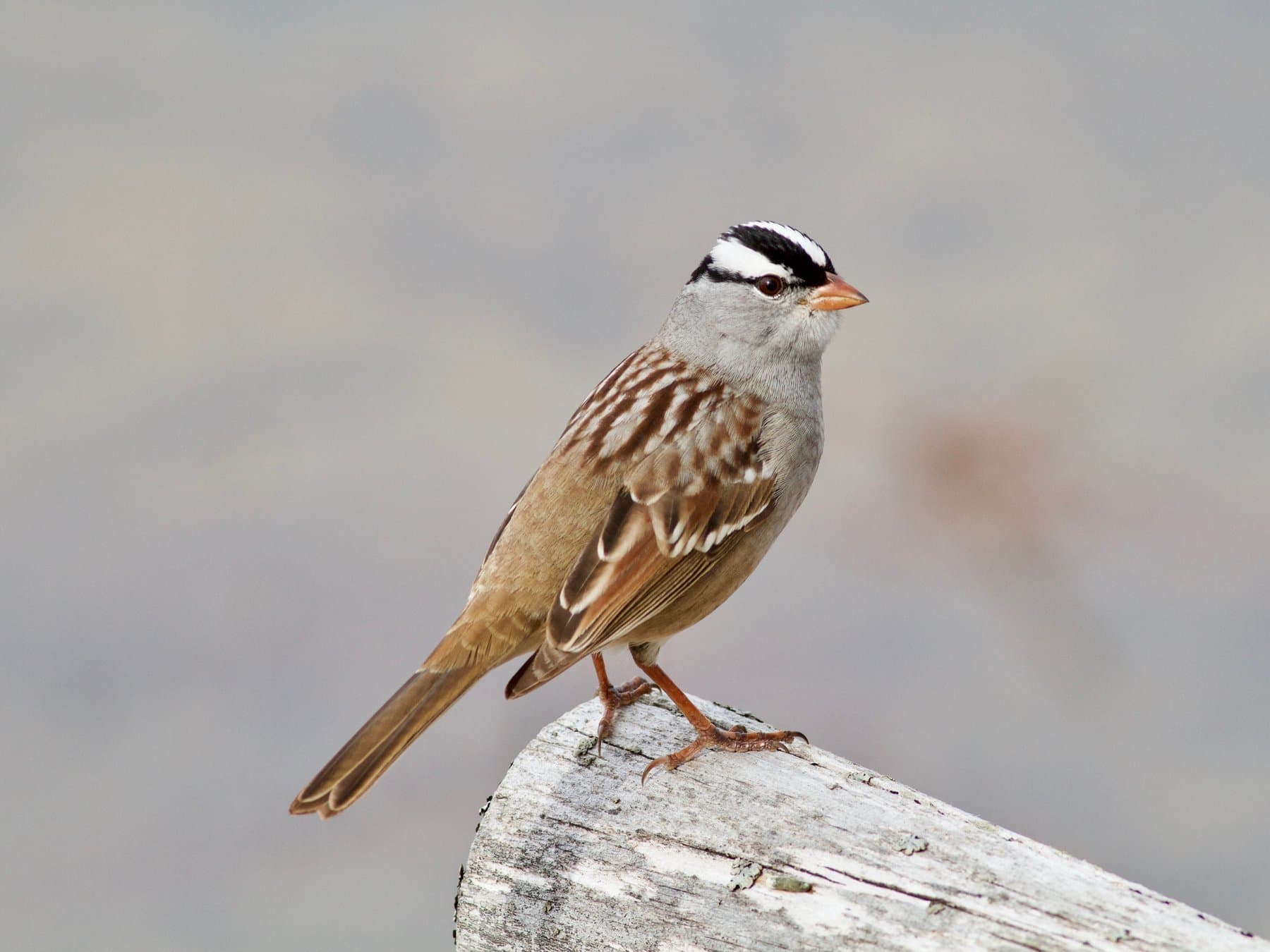 White-crowned Sparrow