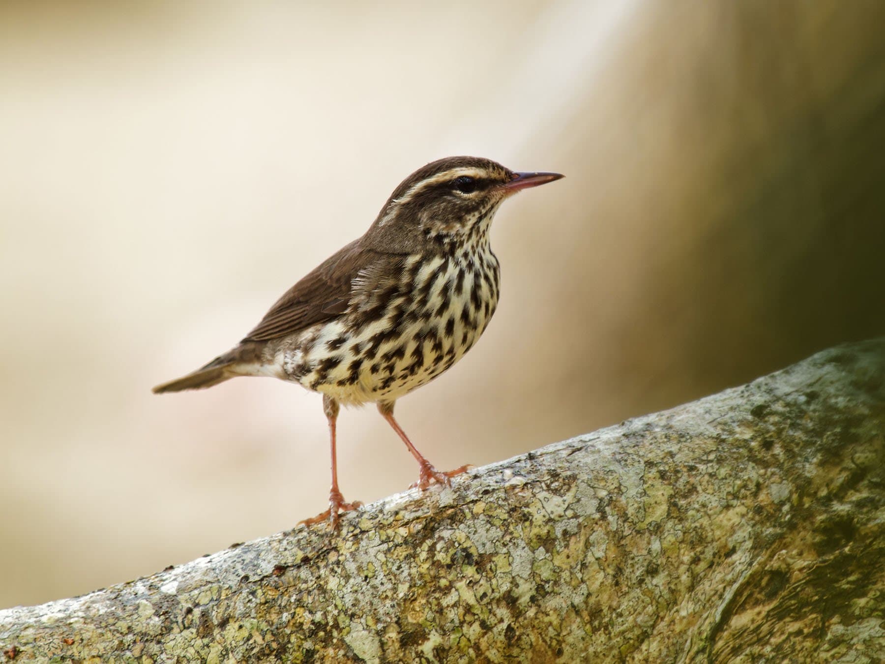 Northern Waterthrush