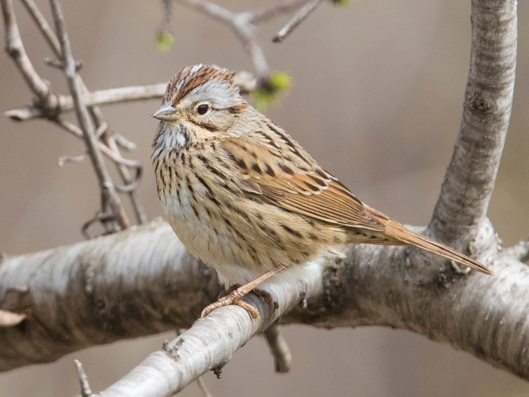 Lincoln's Sparrow