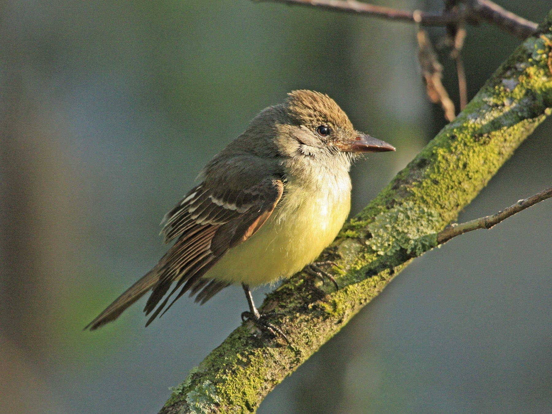 Yellow-bellied Flycatcher