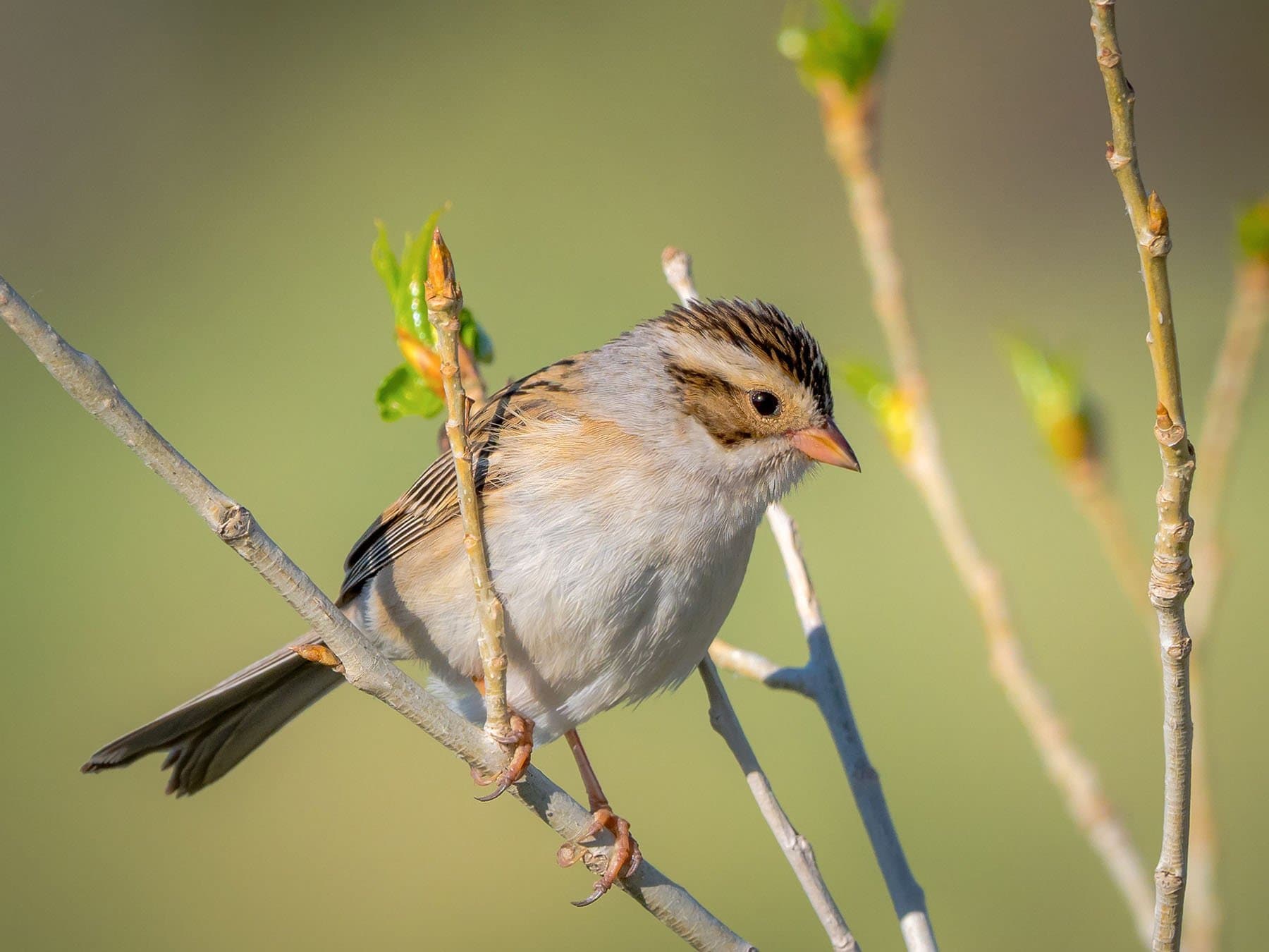 Clay-colored Sparrow