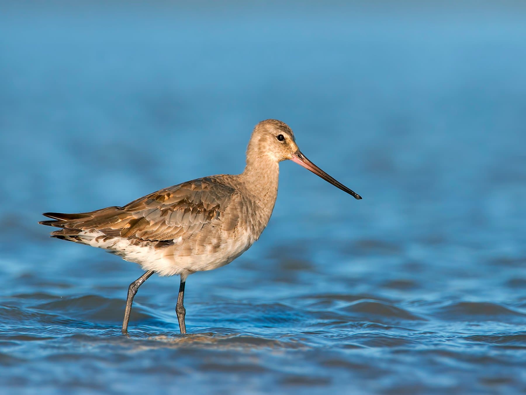 Hudsonian Godwit