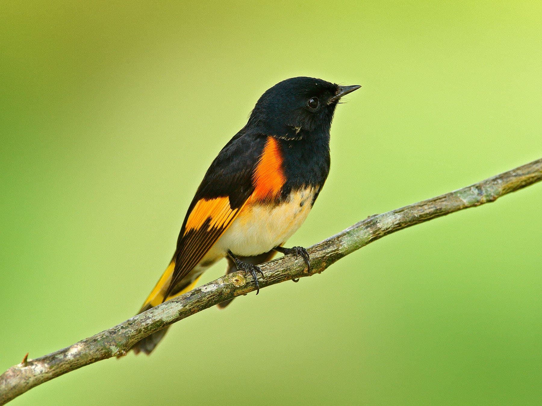 American Redstart