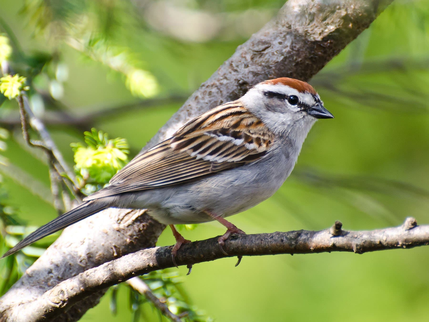 Chipping Sparrow