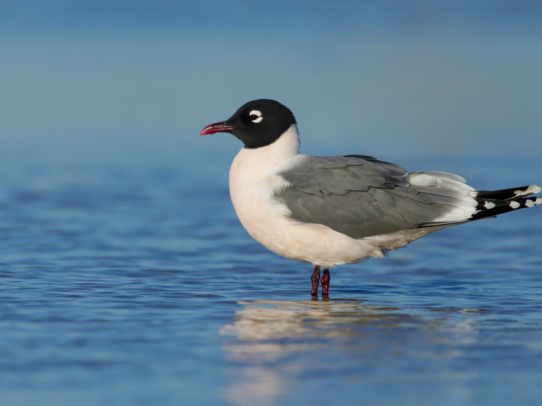Franklin's Gull