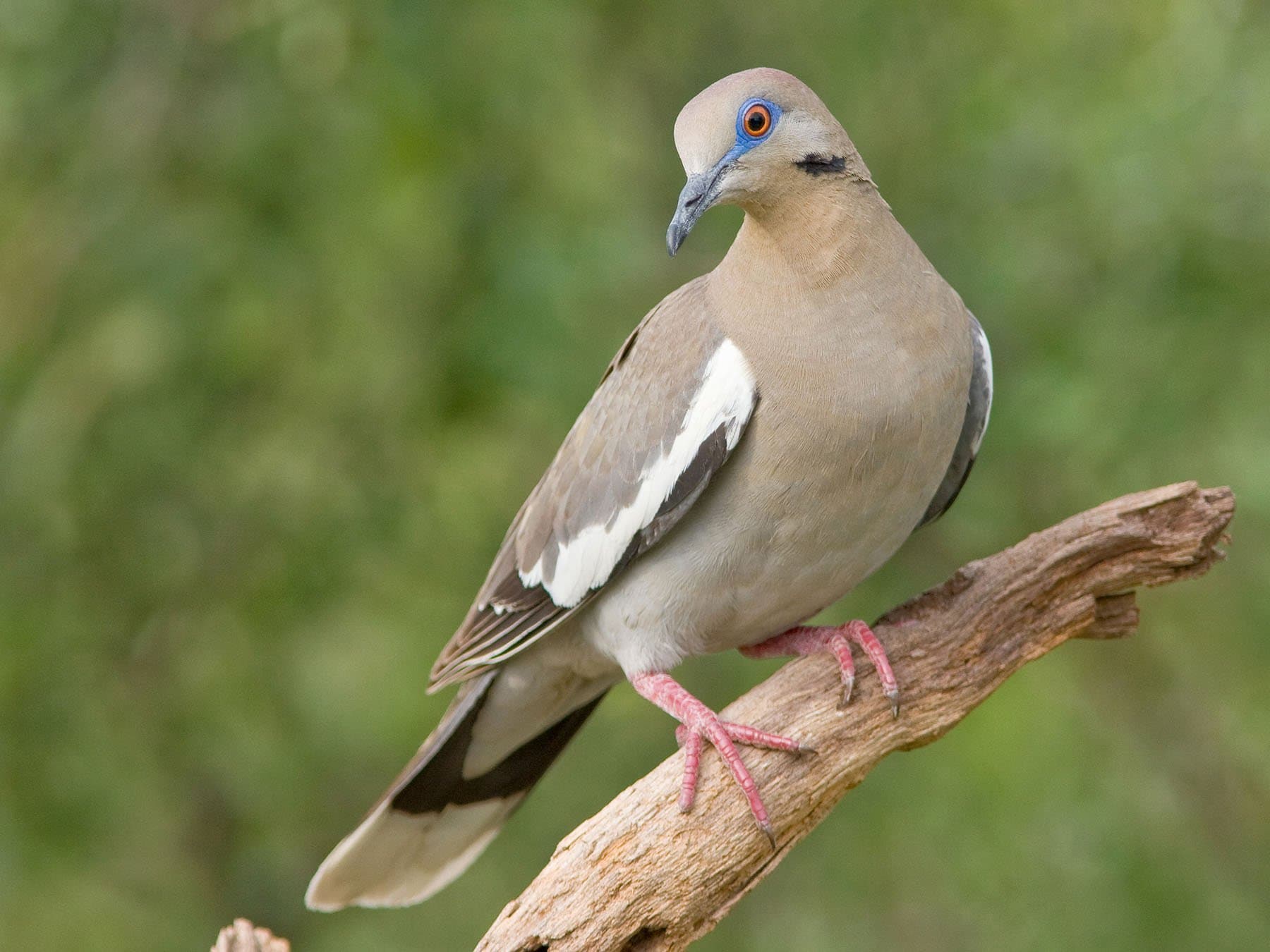 White-winged Dove