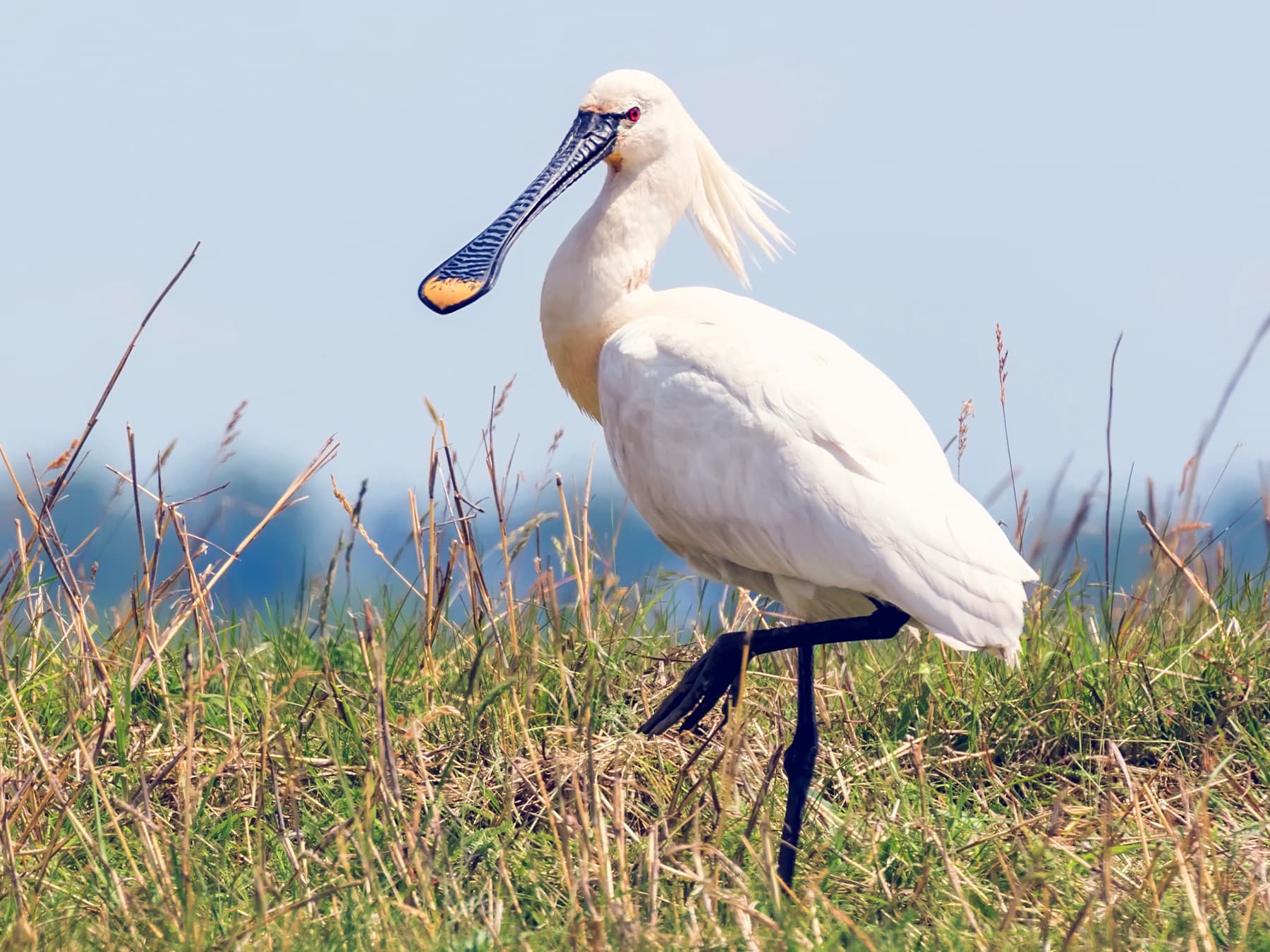 Ibises & Spoonbills