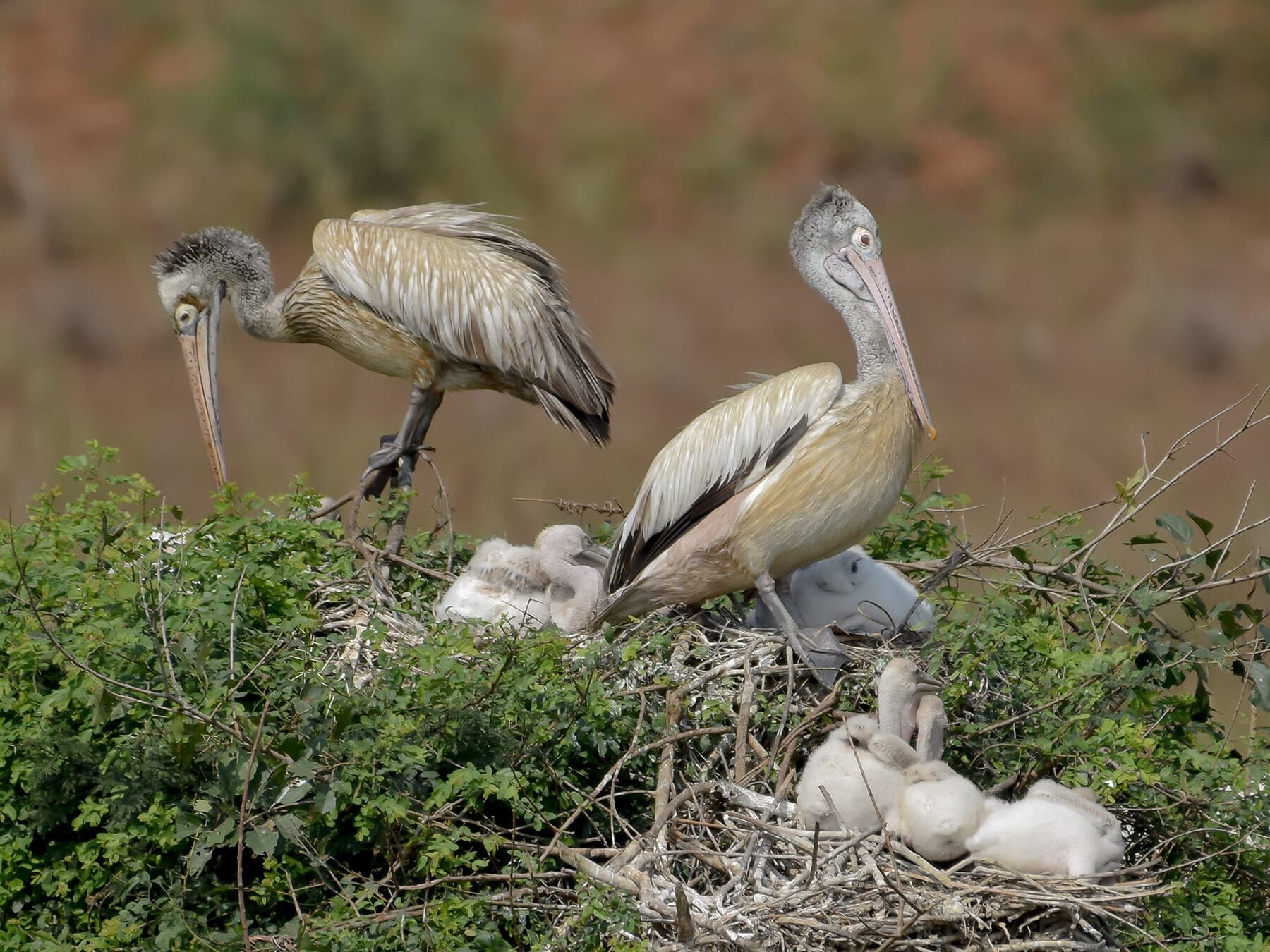 Spot billed pelicans with chicks