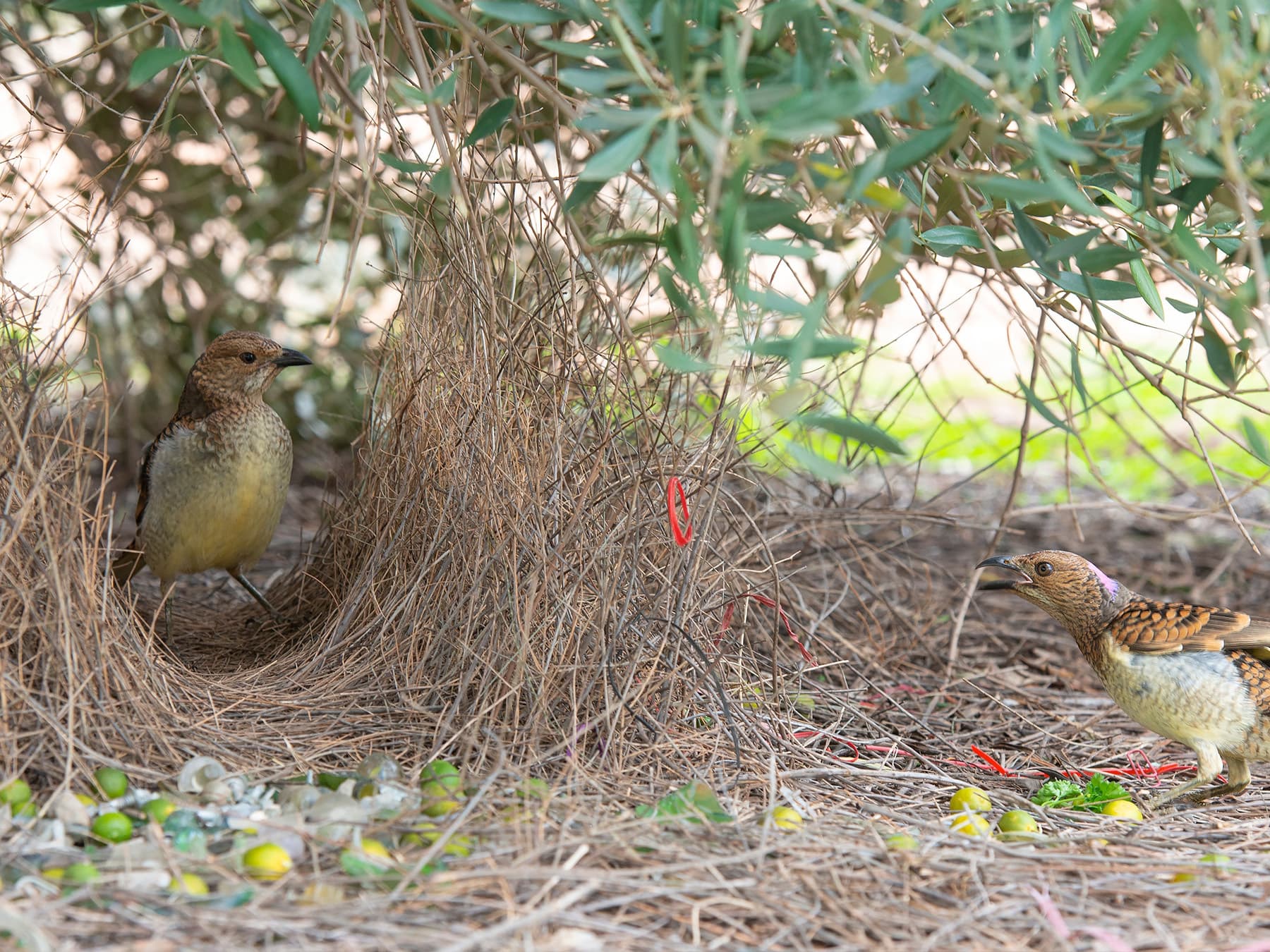 Spotted bowerbird bower