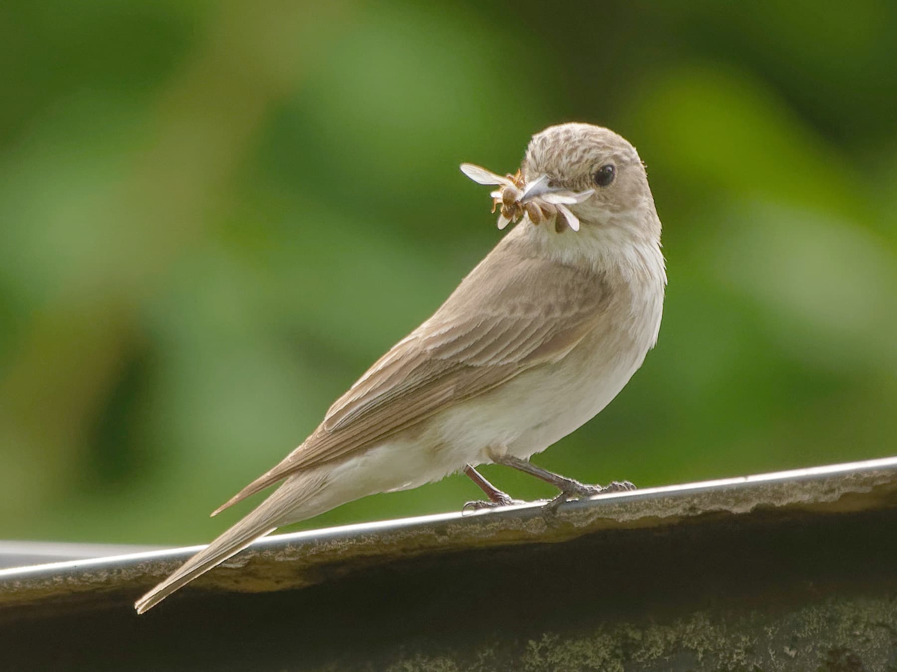 Spotted Flycatcher feeding on flying insects
