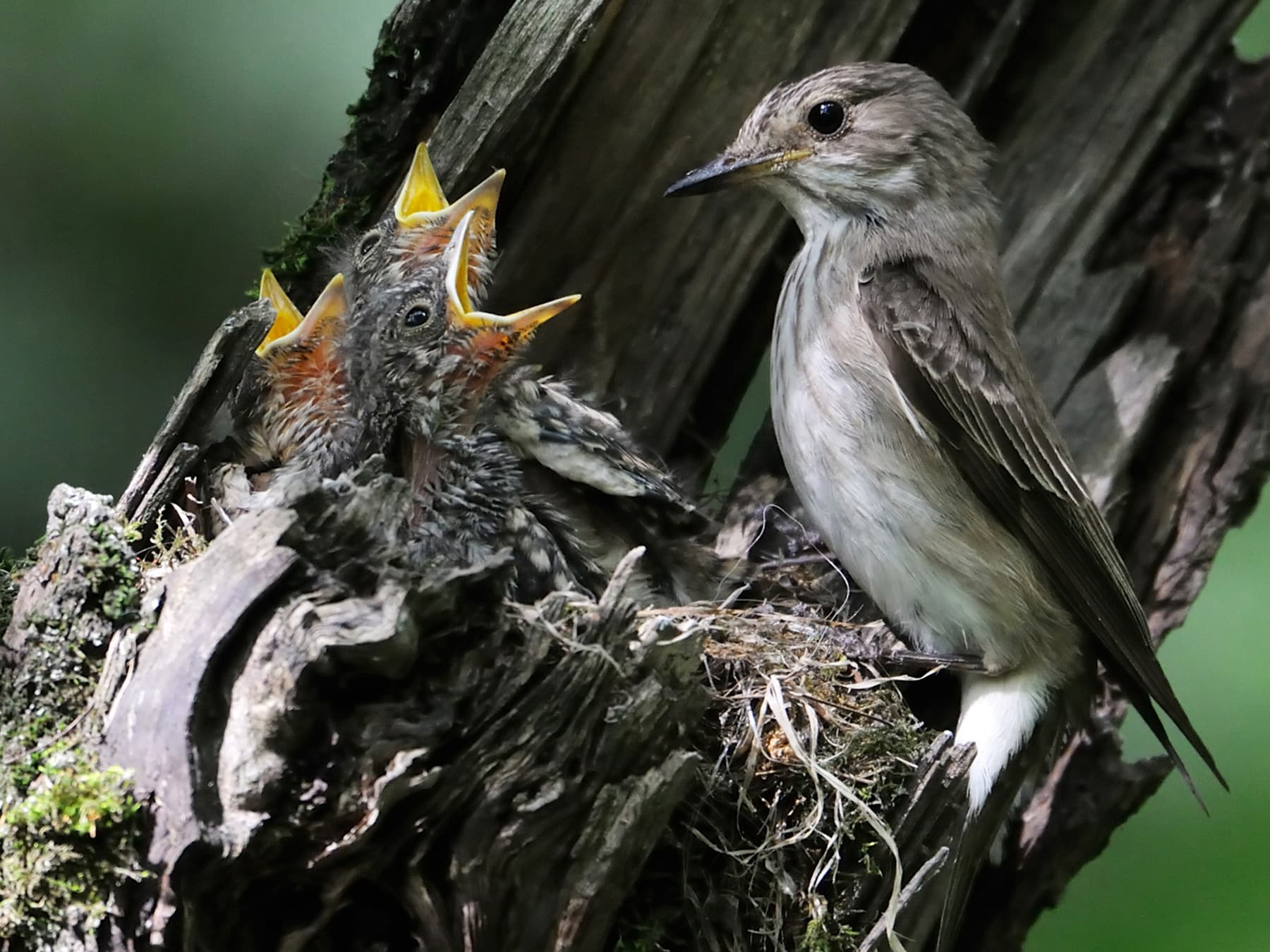Spotted Flycatcher at nest feeding hungry chicks