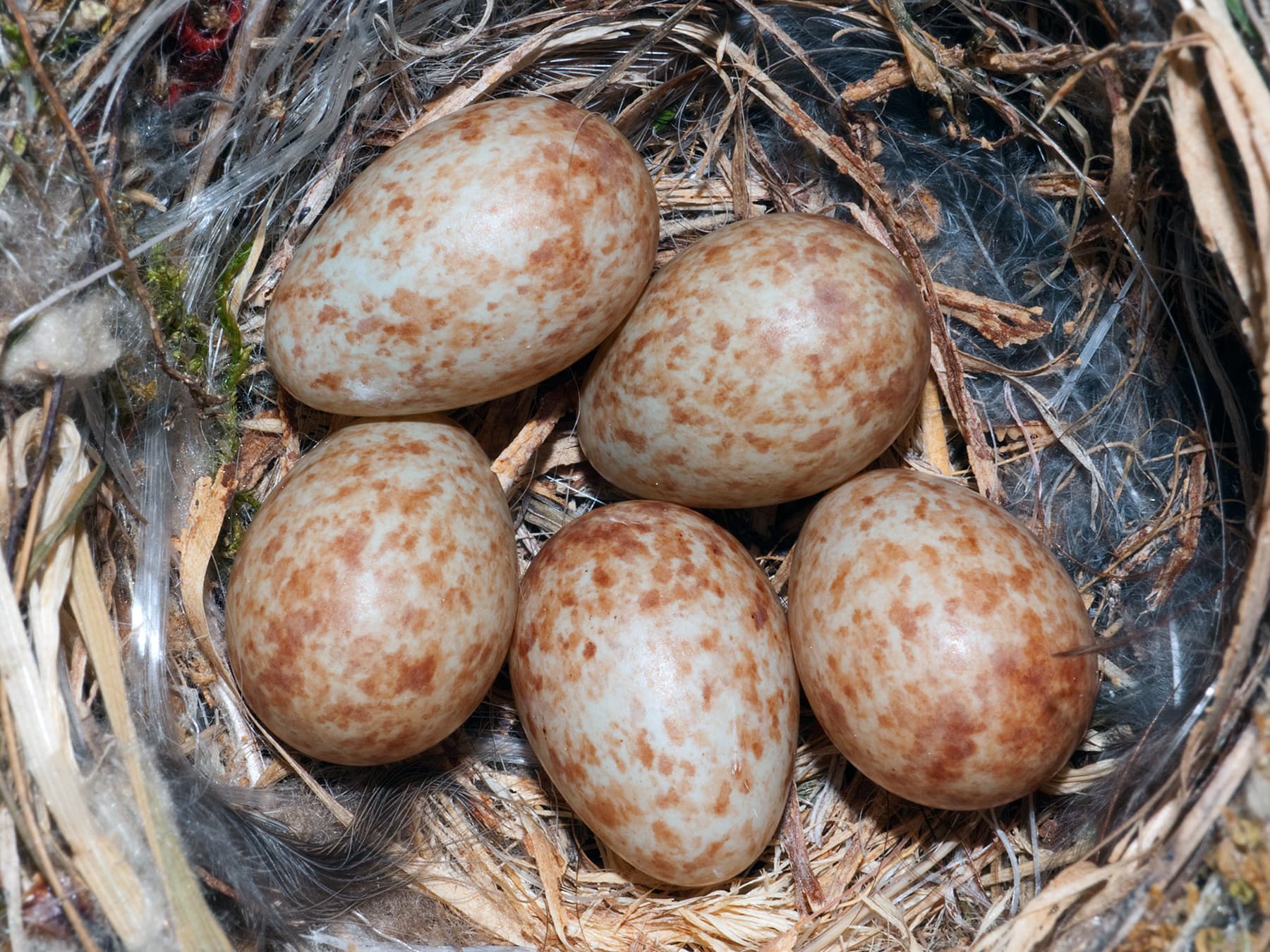 Nest of a Spotted Flycatcher with five eggs