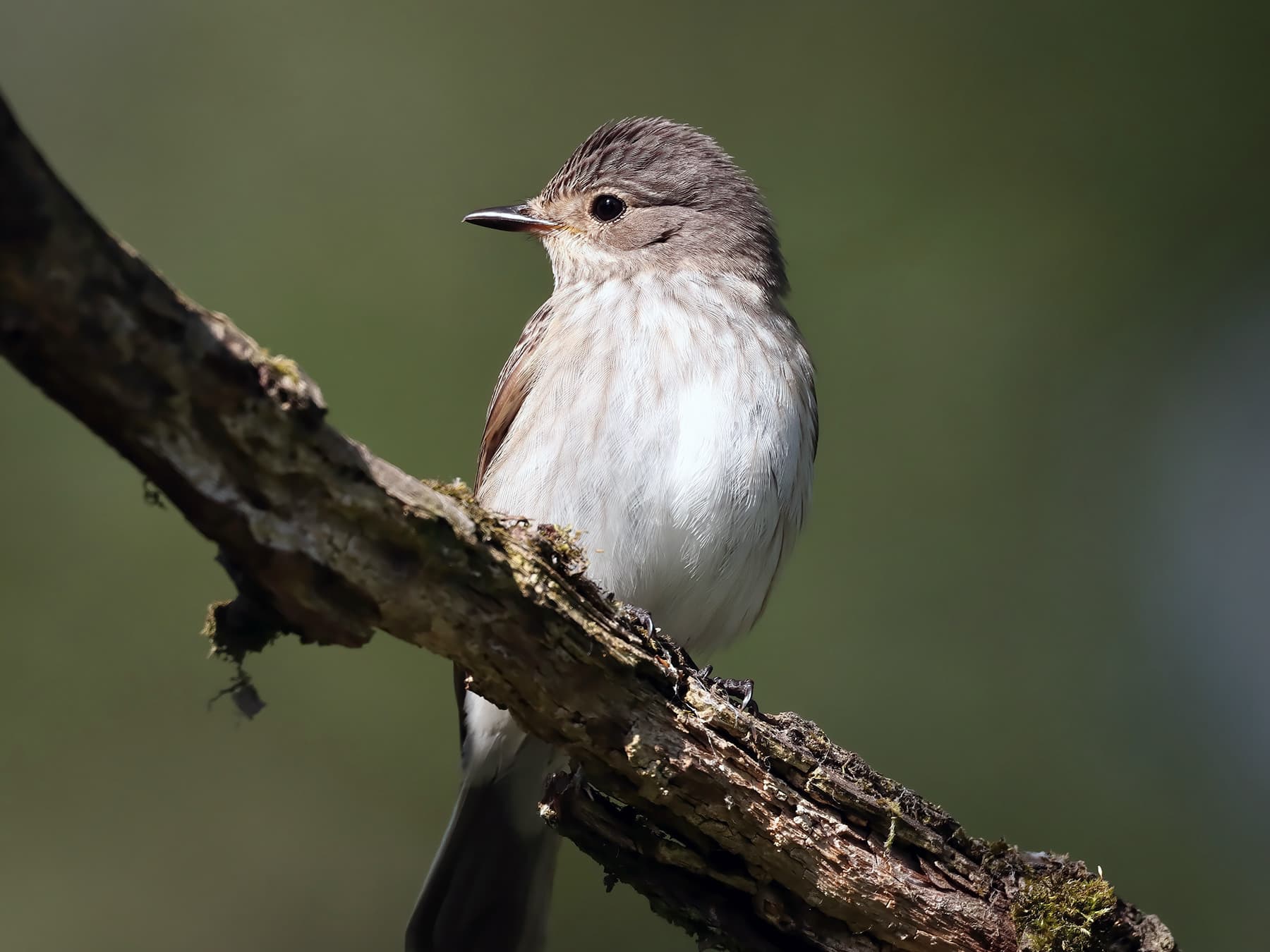 Spotted Flycatcher perching on a branch