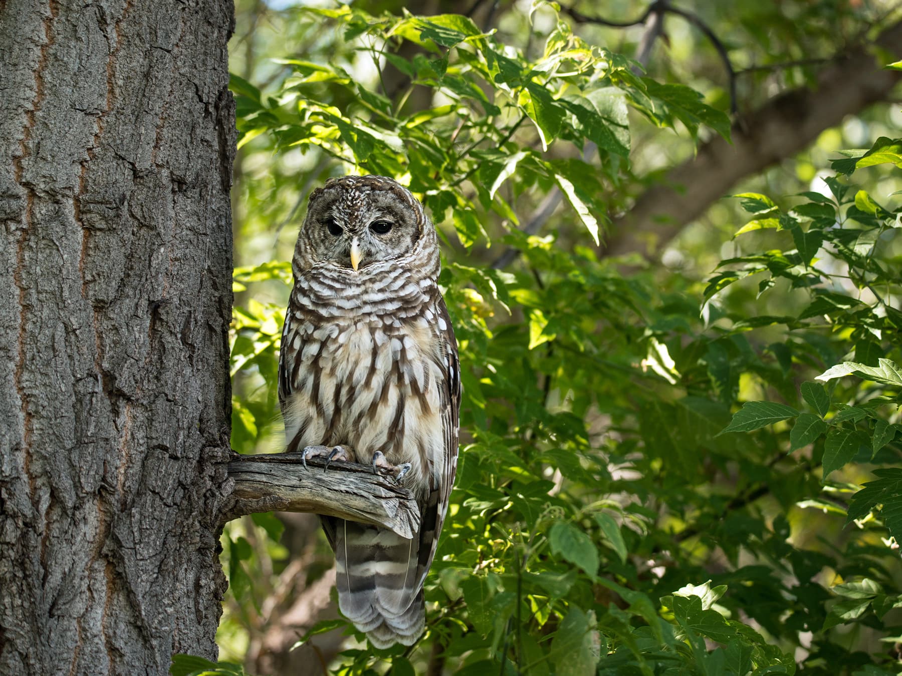 Spotted Owl watching from a tree