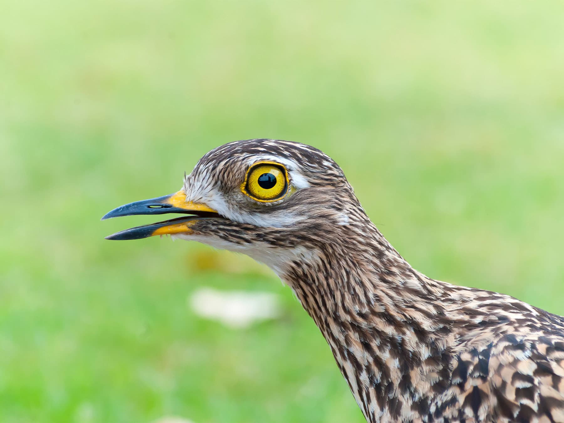 Spotted thick knee portrait