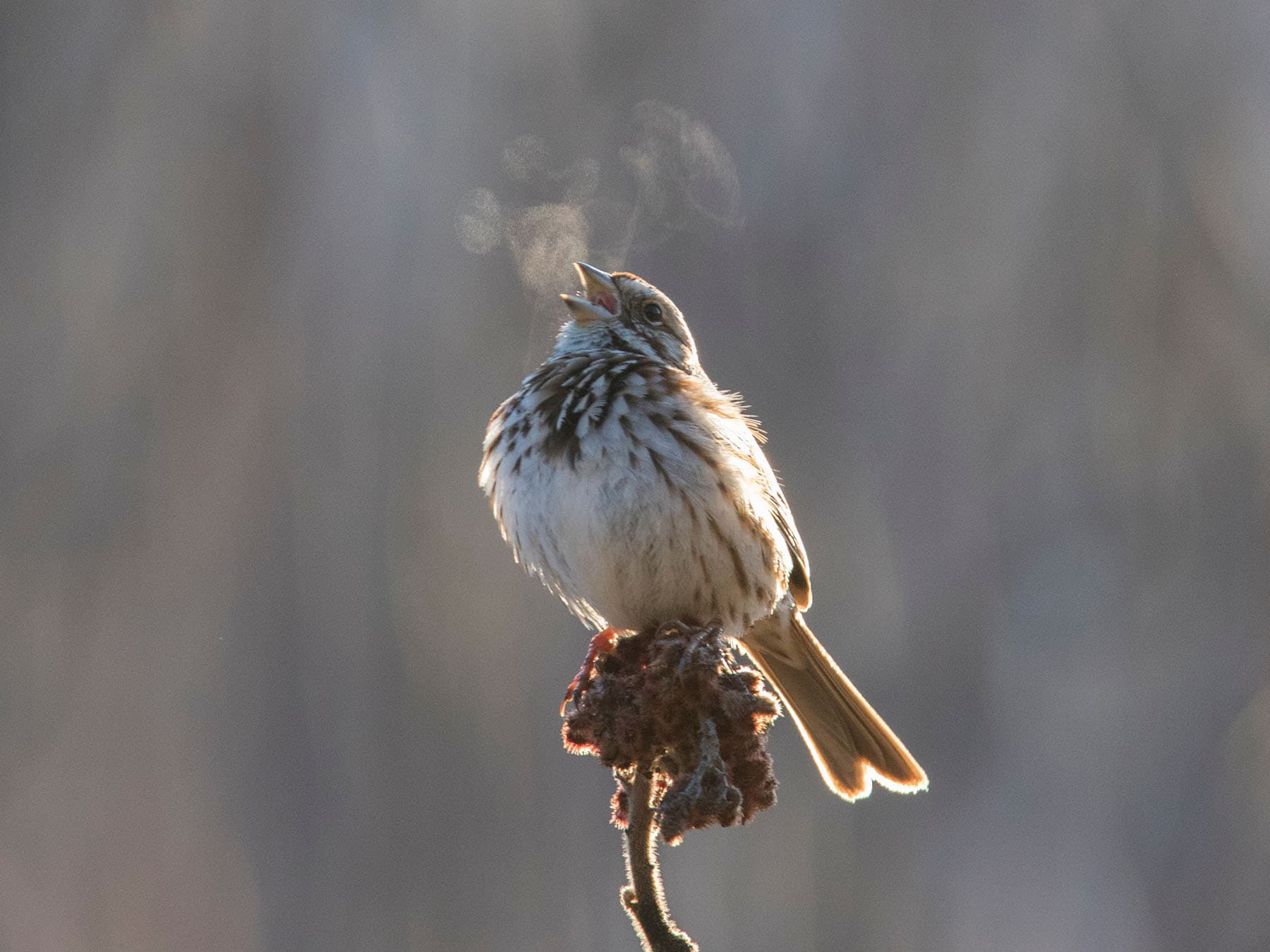 The Early Birds: Your Guide to First Spring Singers