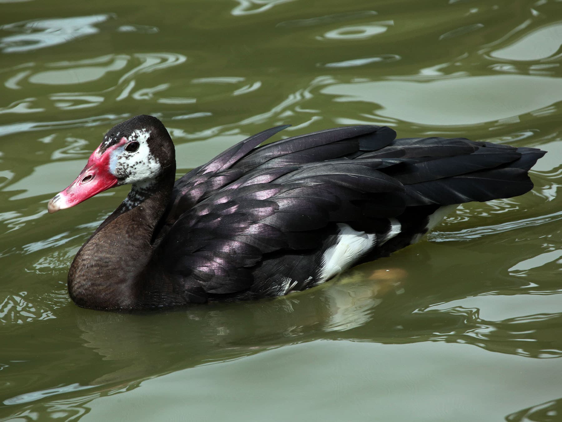 Spur-winged Goose swimming on a lake