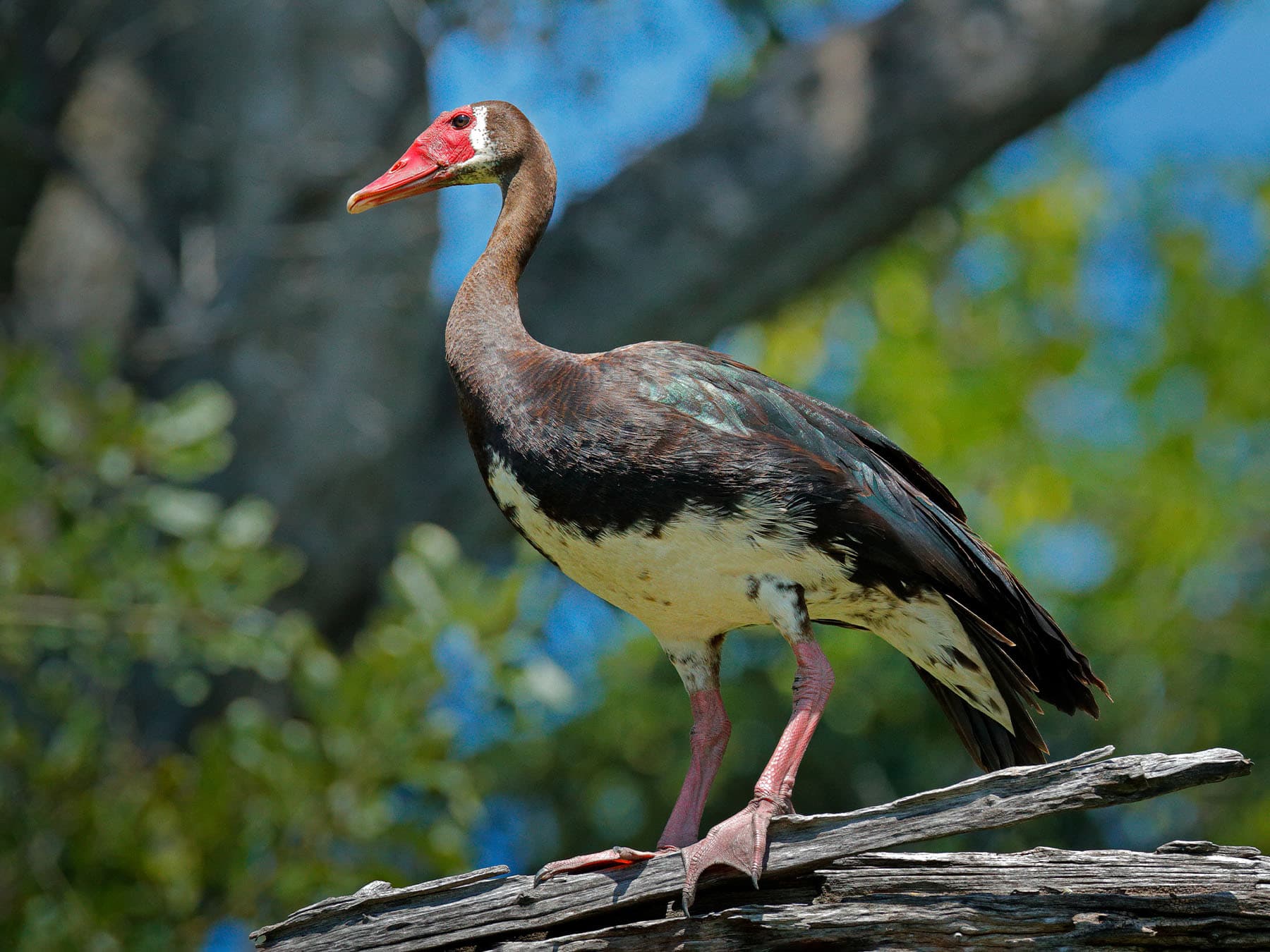 Spur-winged Goose