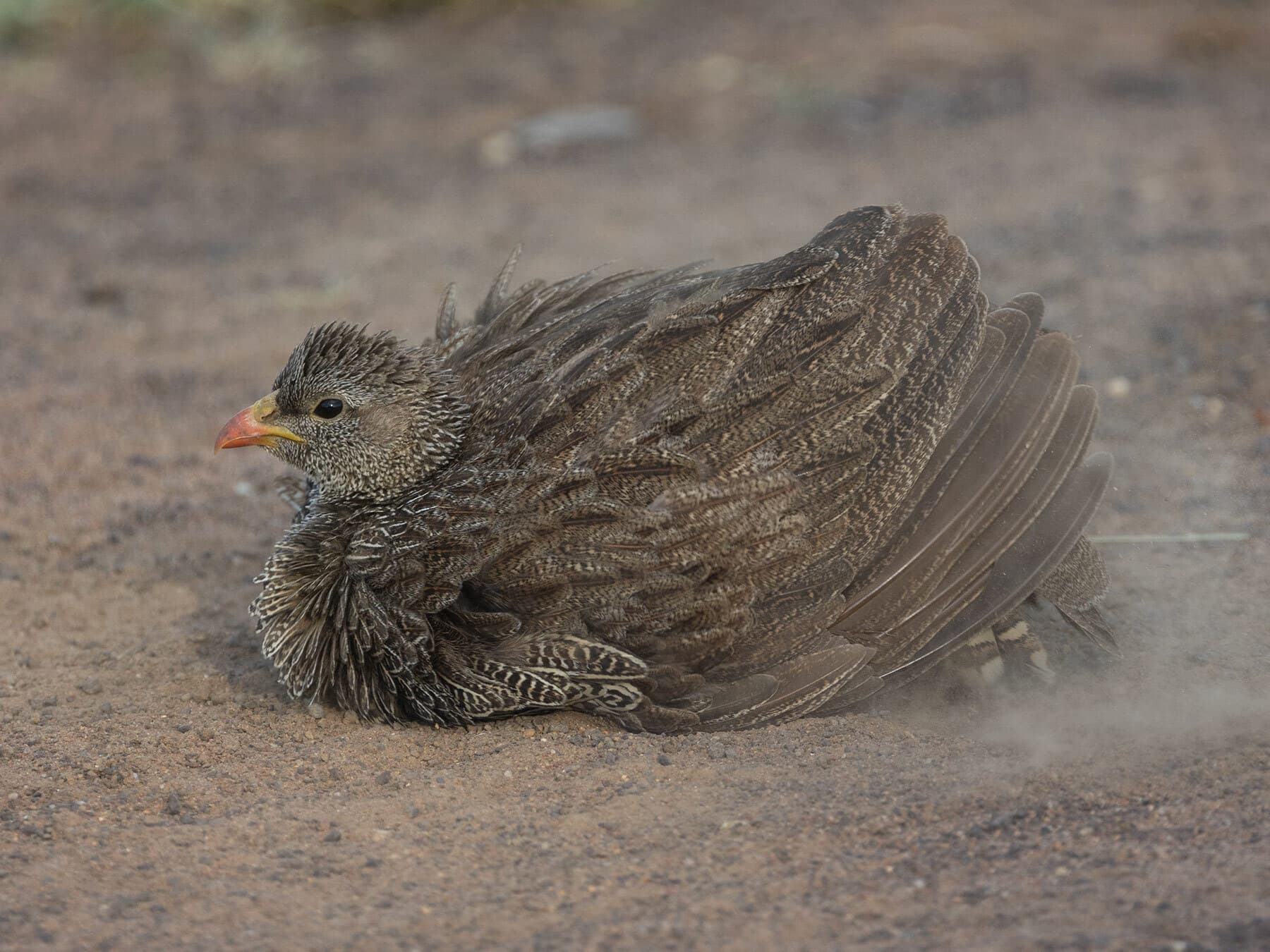 Spurfowl dust bath