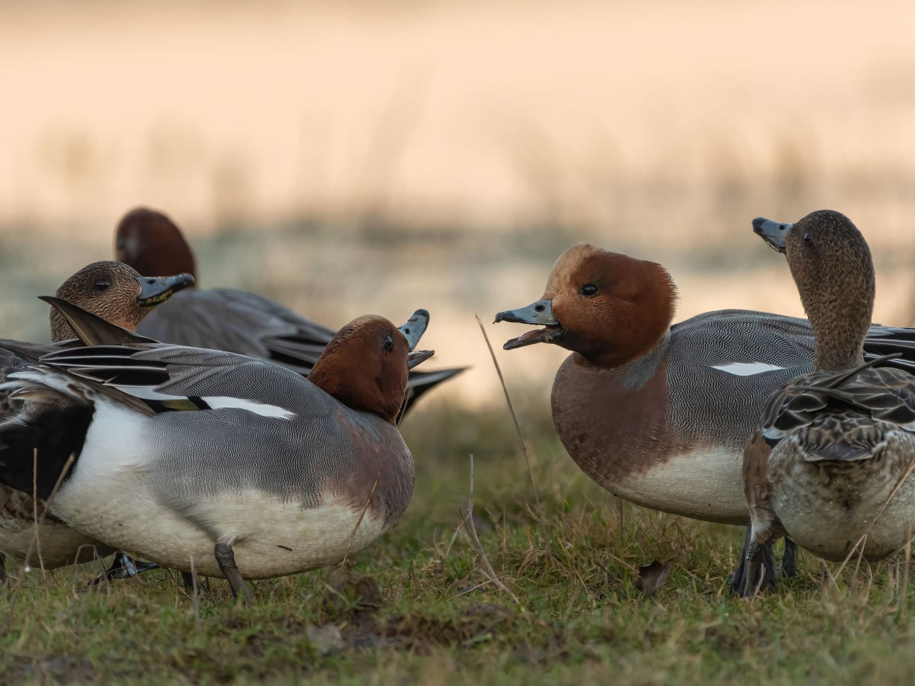 Two squabbling male Wigeons