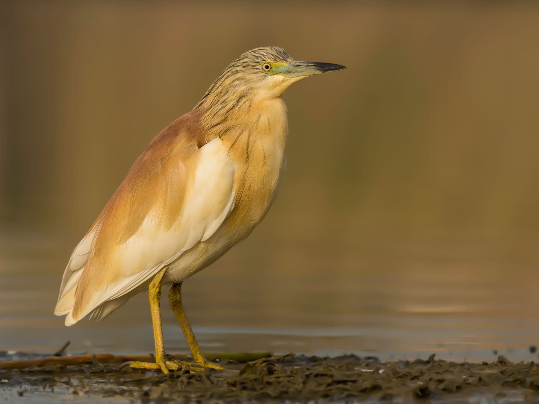Squacco Heron